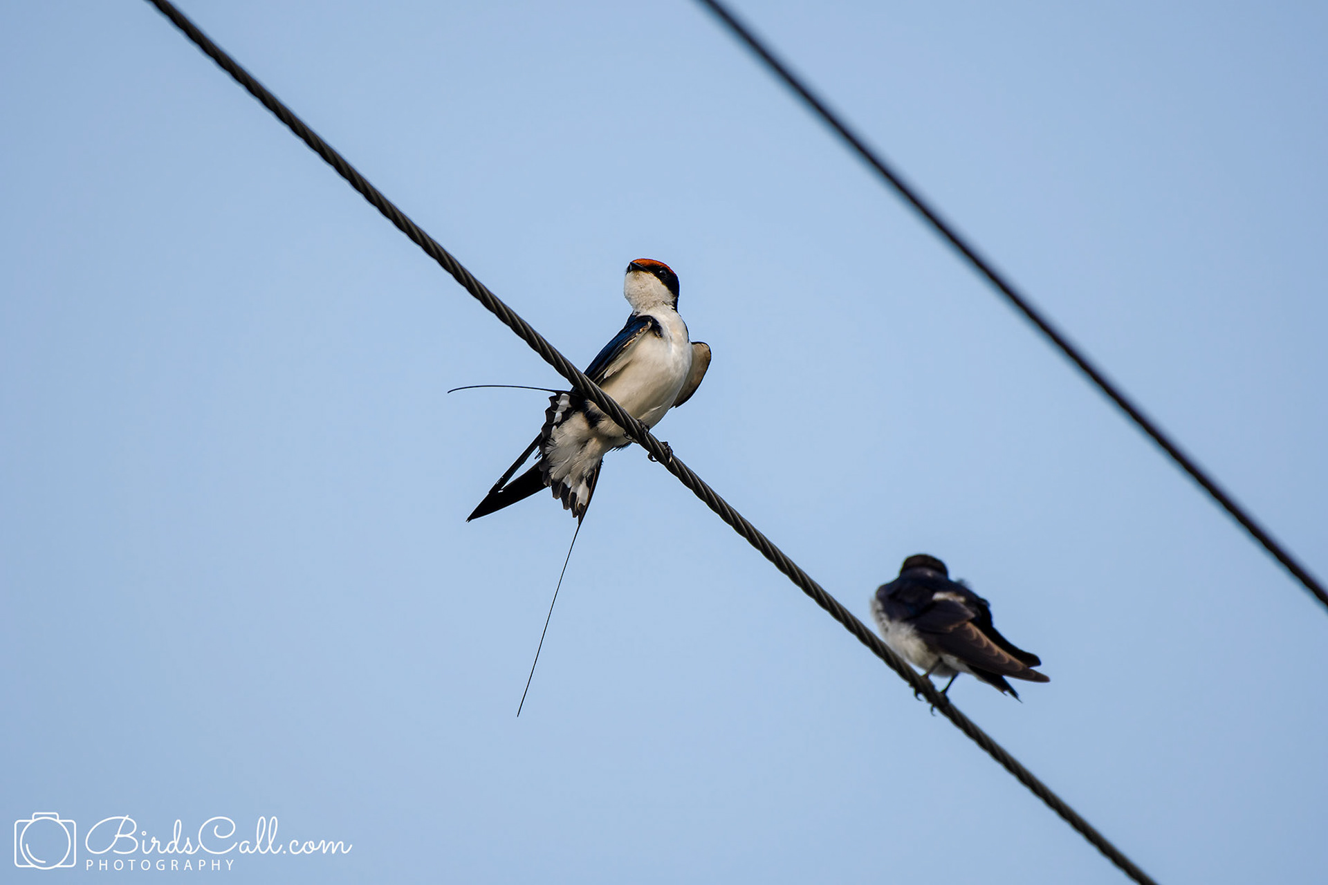 Wire-tailed Swallow