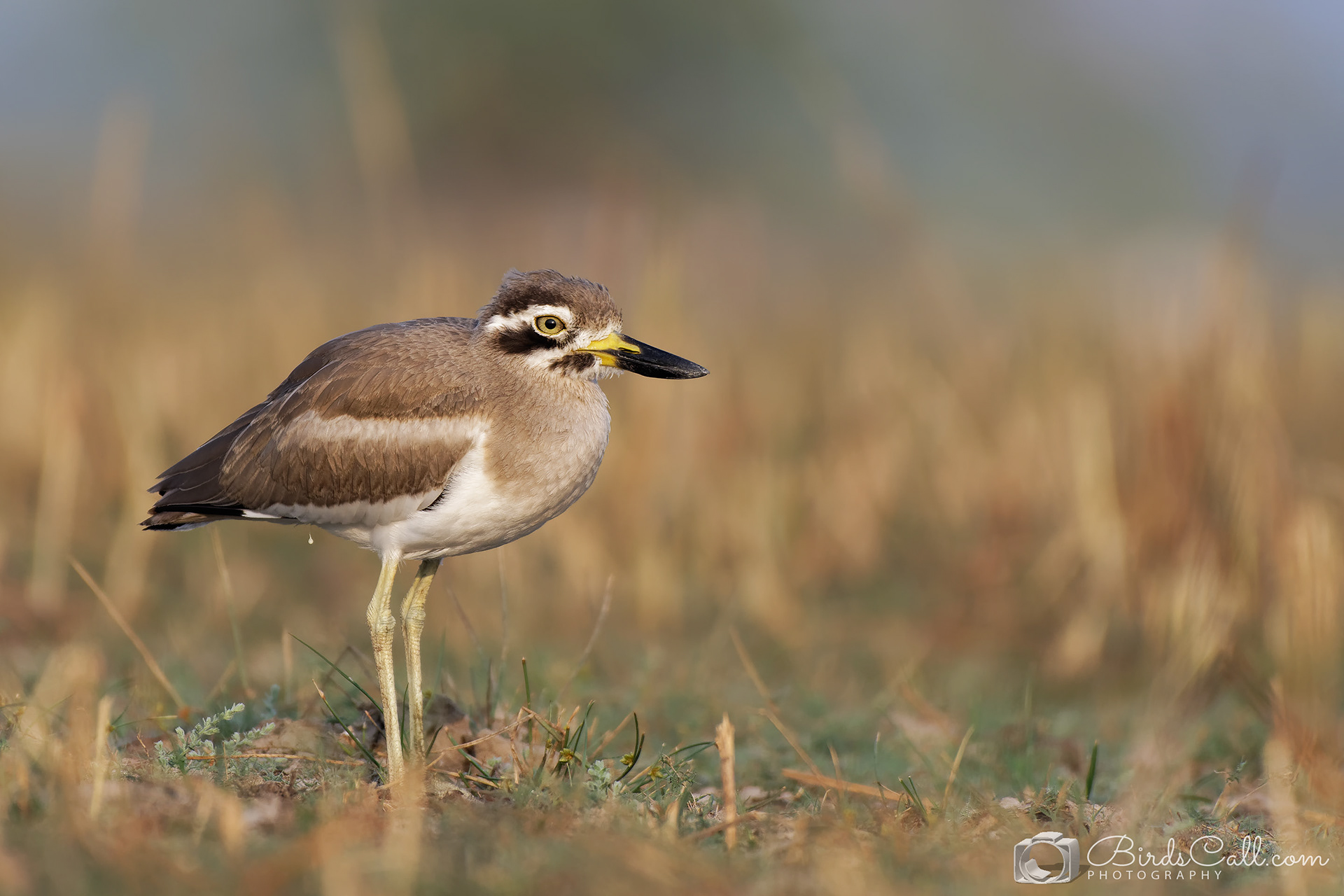 Indian Thick Knee
