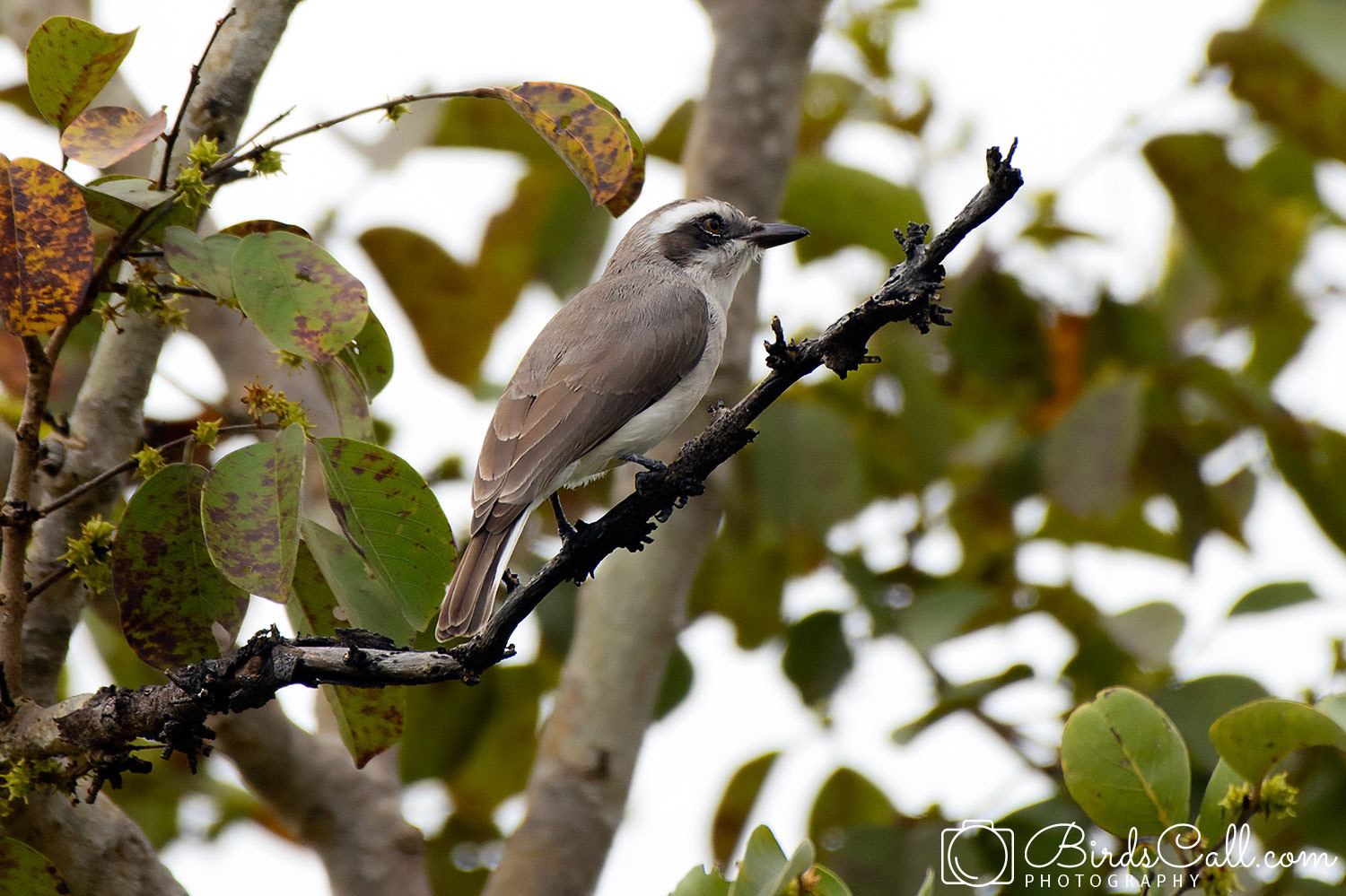 Common Woodshrike