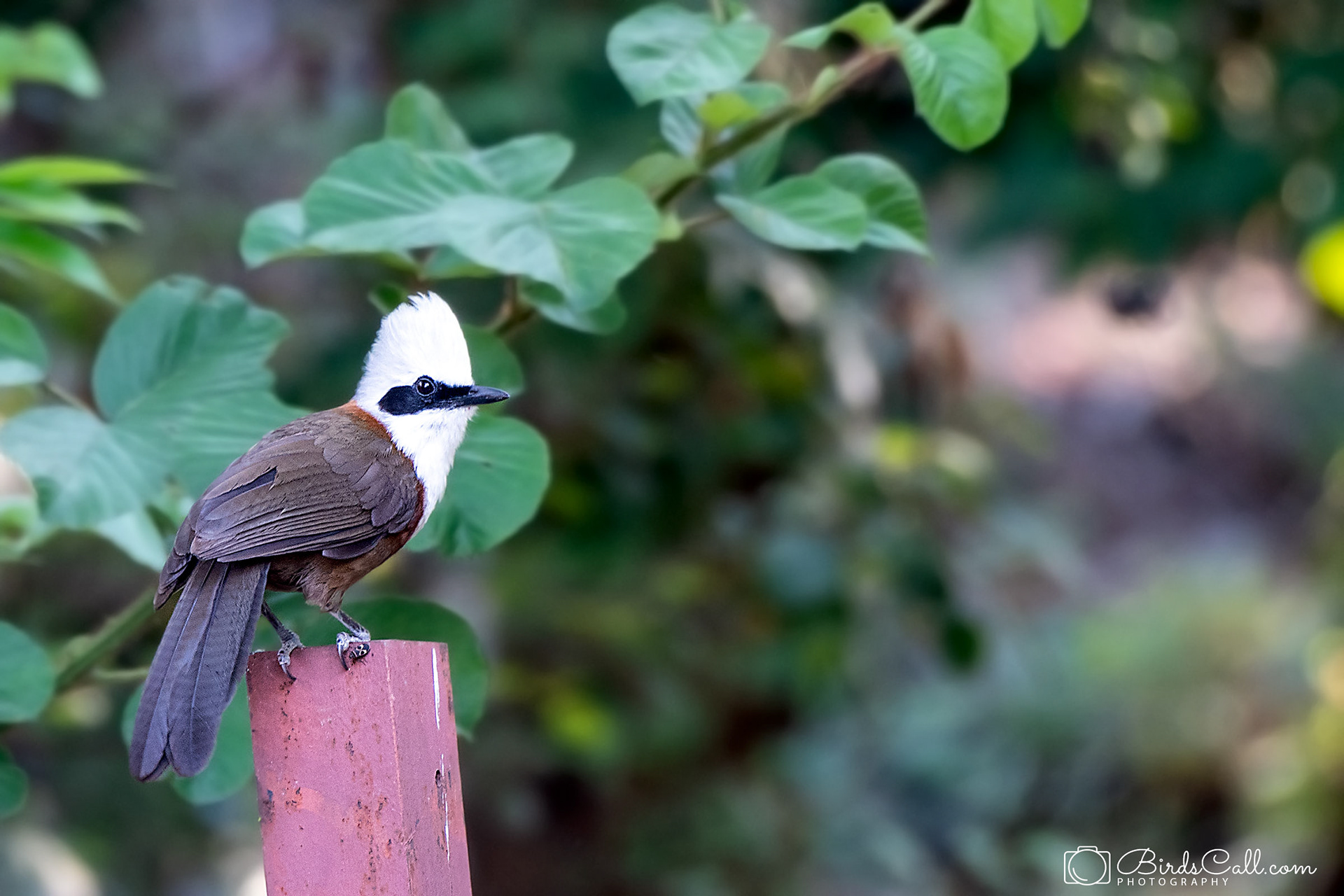White crested laughingthrush