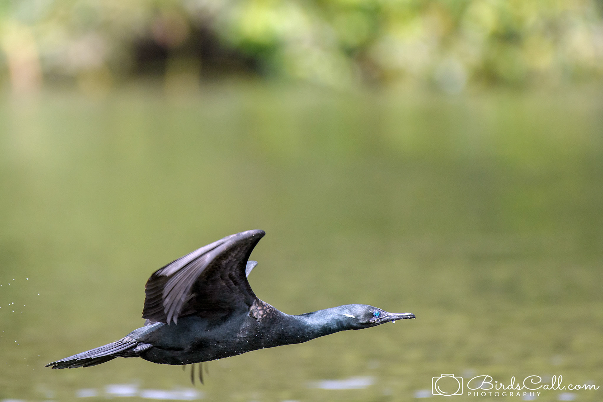 Indian Cormorant