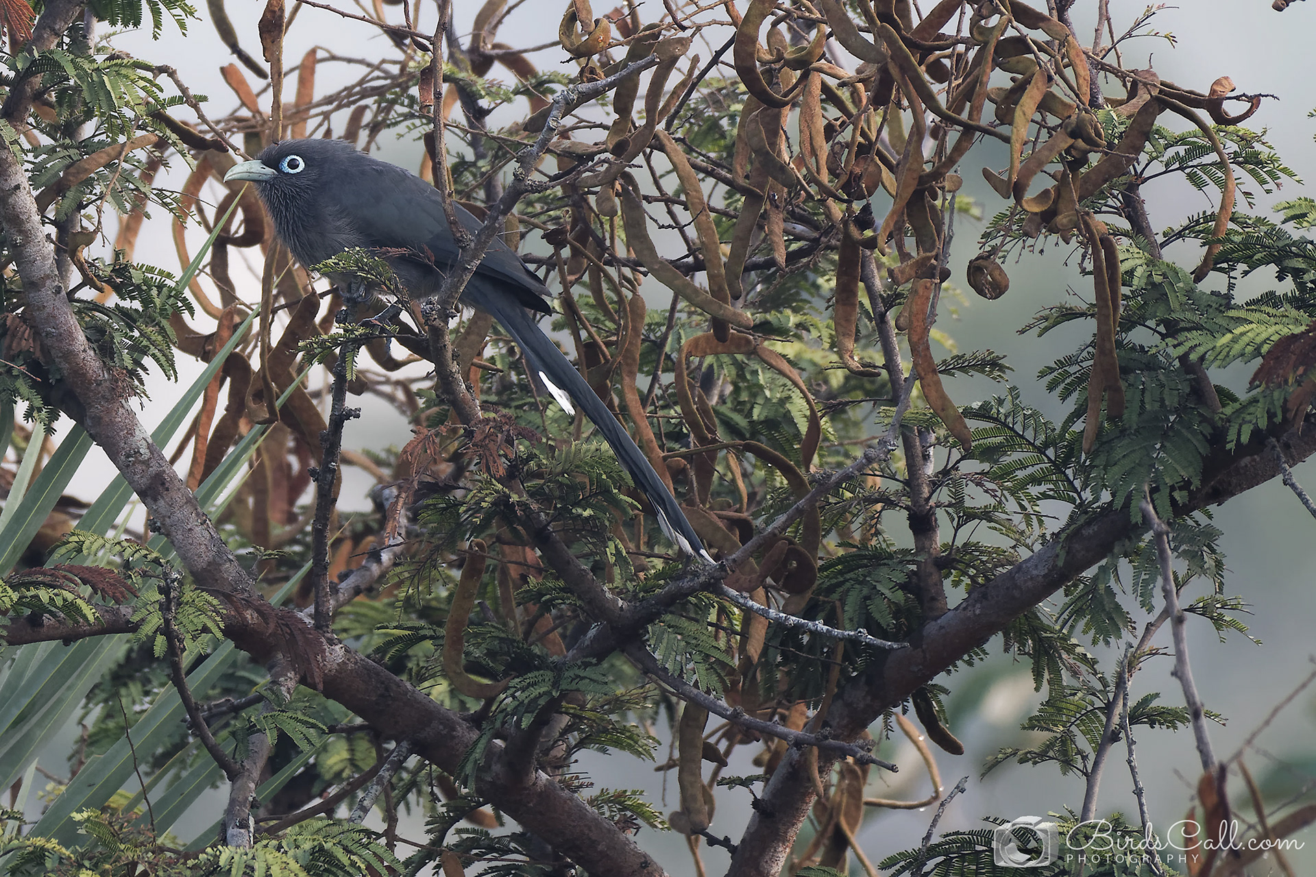 Blue faced malkoha