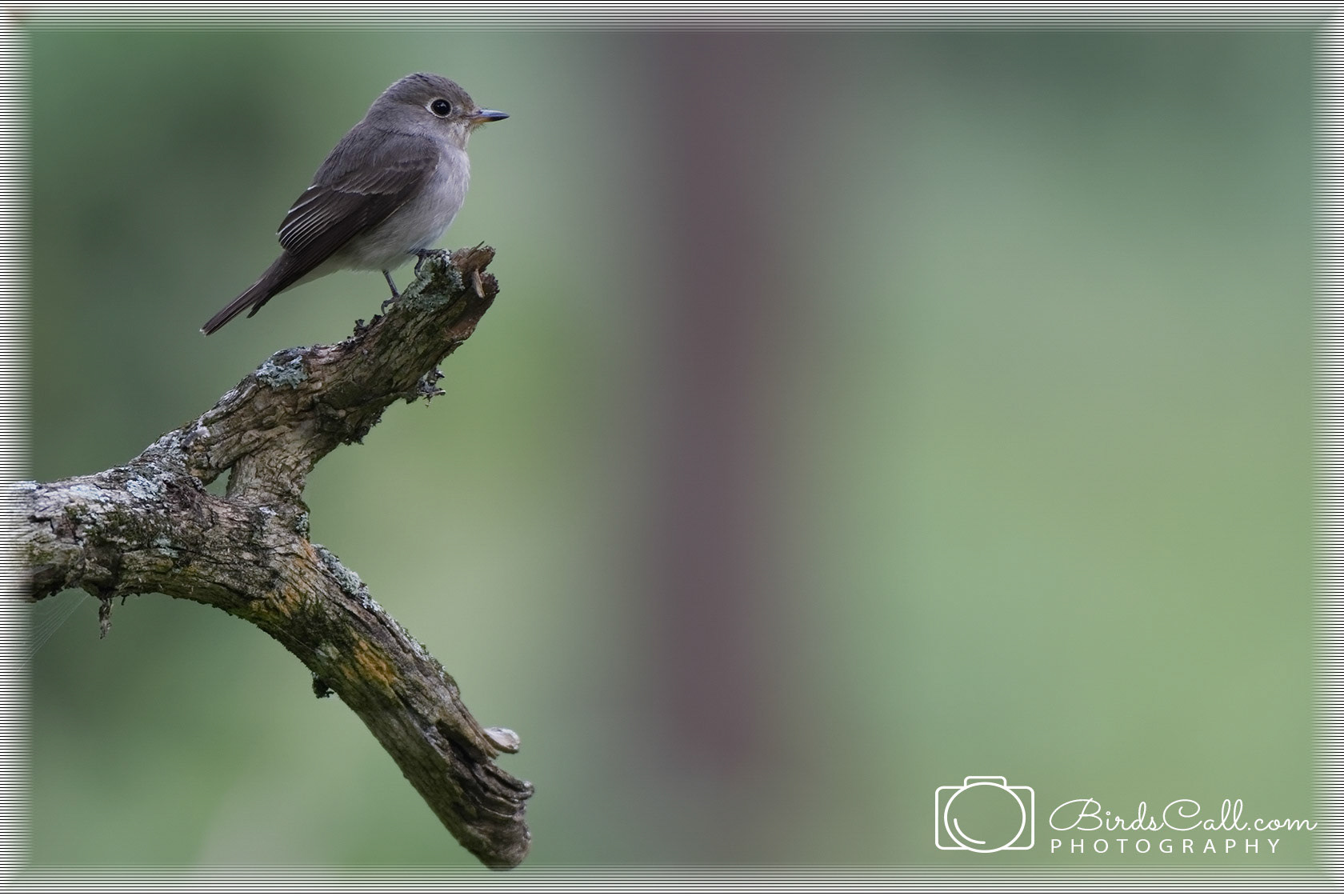 Taiga Flycatcher