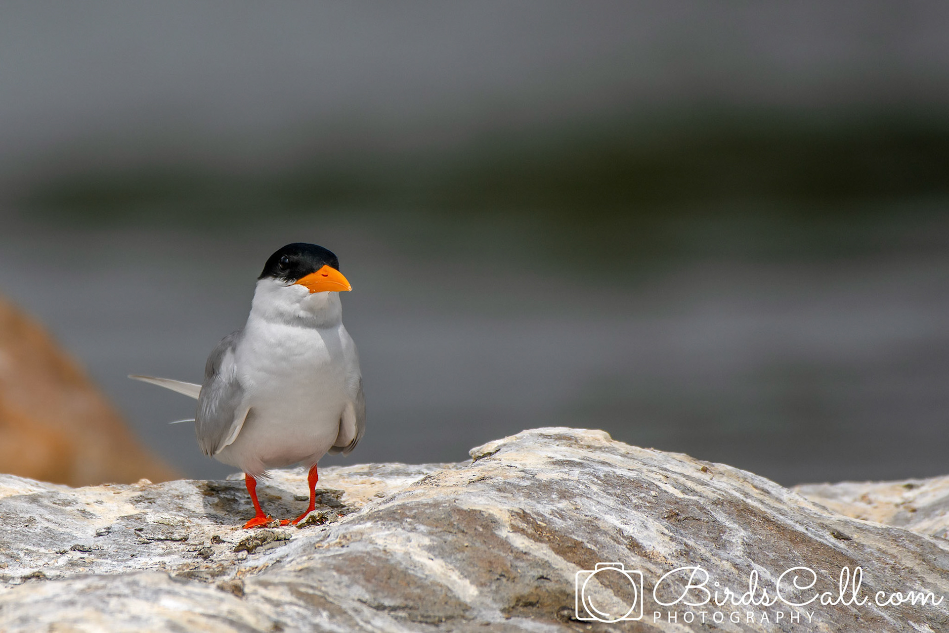 River Tern