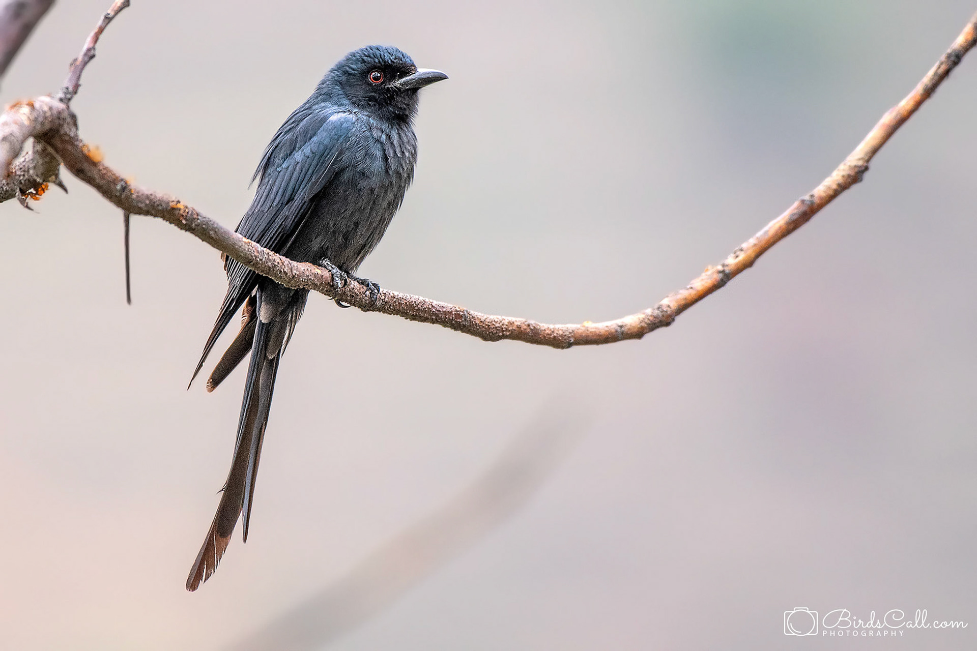 Ashy Drongo