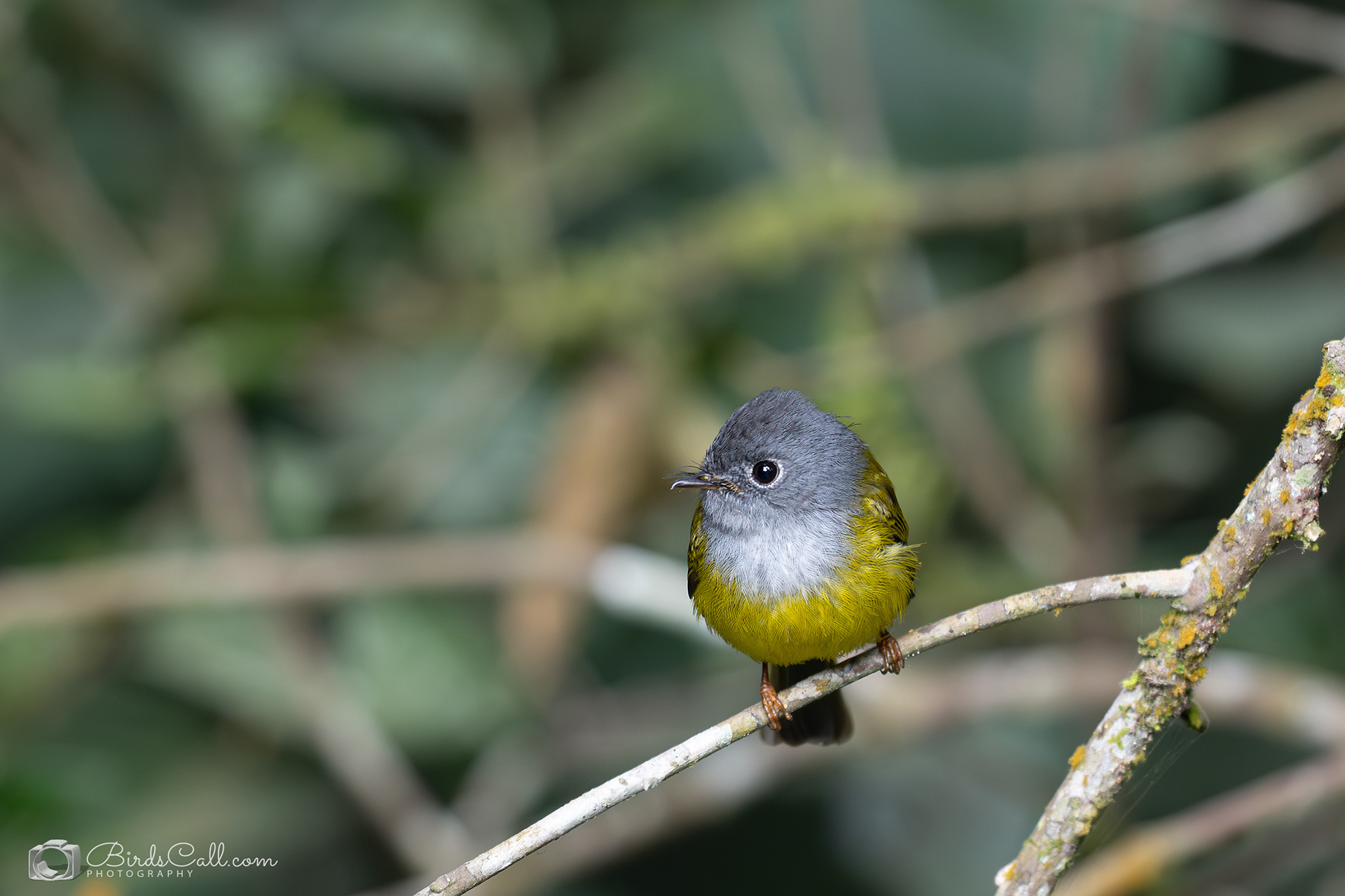 Great headed canary flycatcher - Munnar