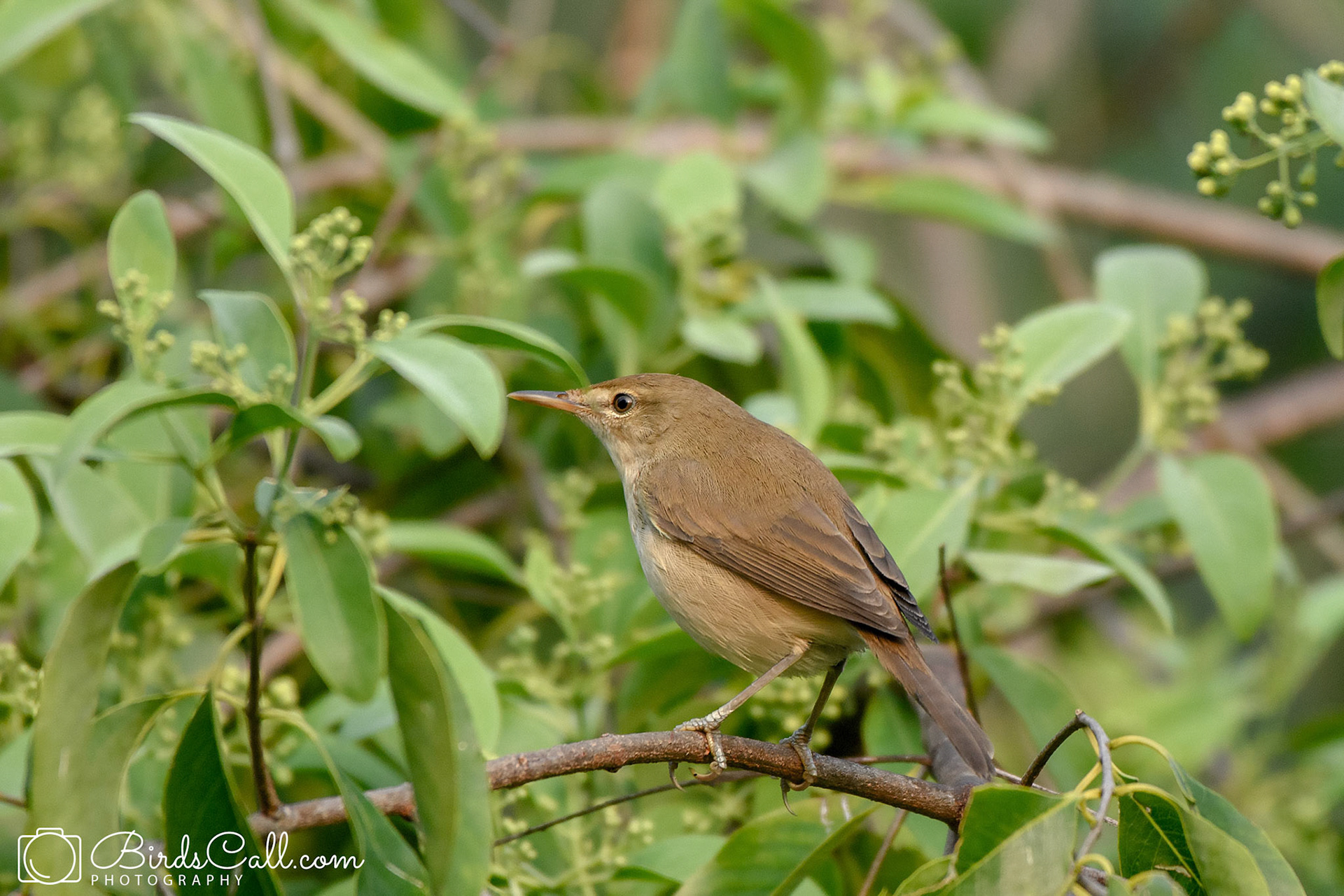 Warbler (ID)