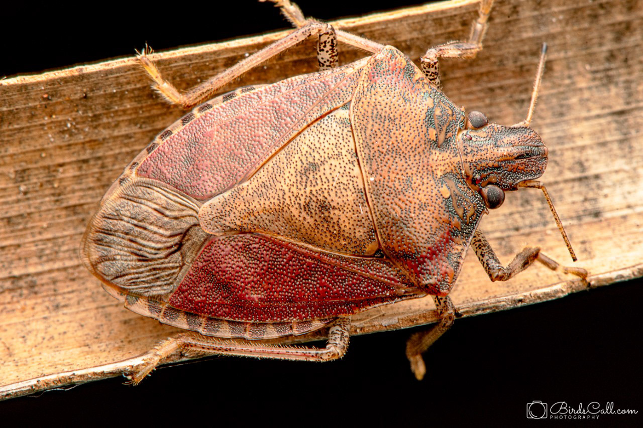 Shield bug