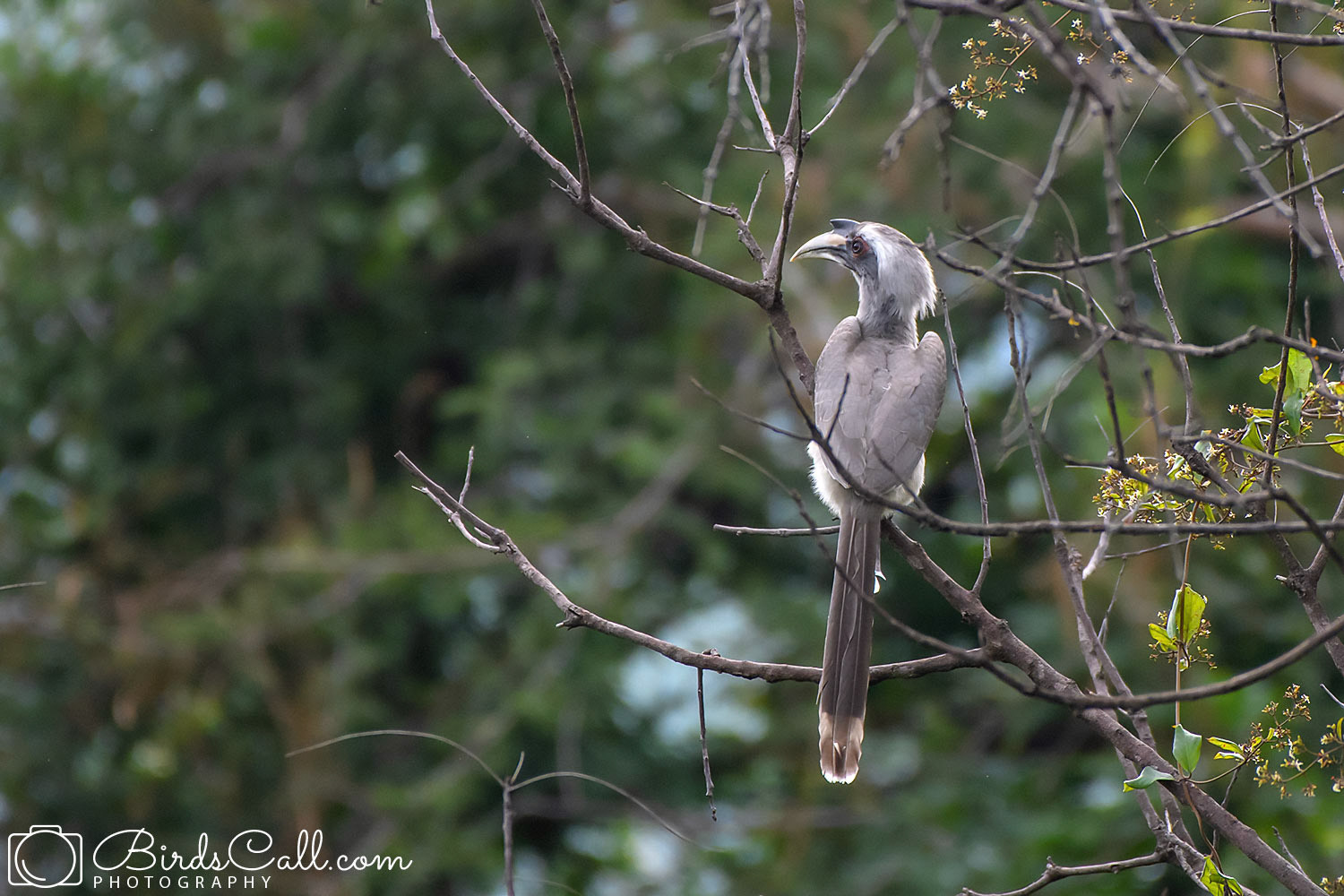 Grey Hornbill