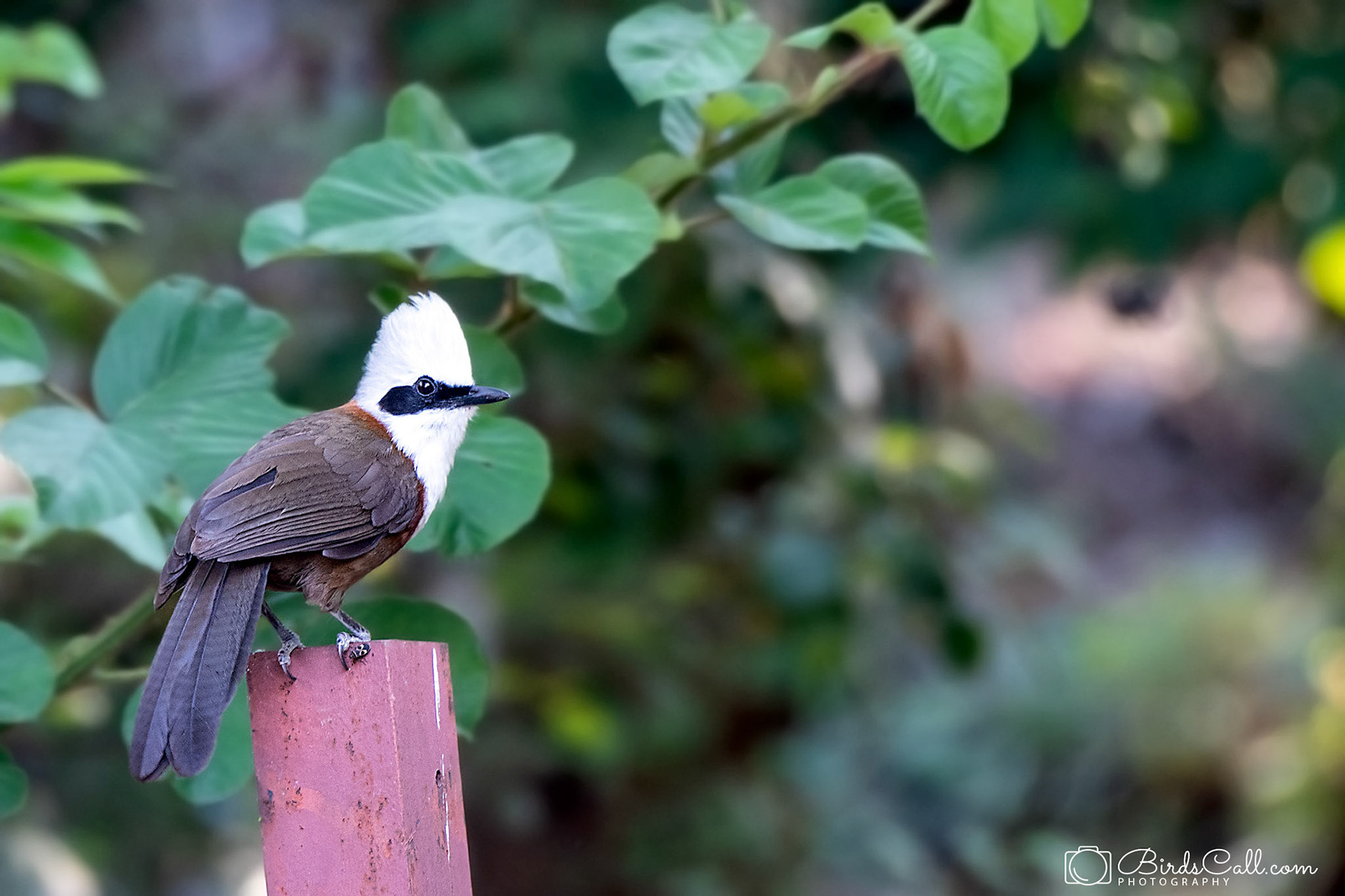 White-crested Laughingthrush