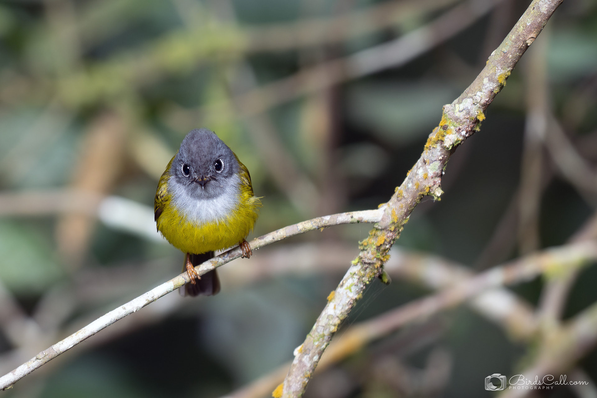 Great headed canary flycatcher - Munnar