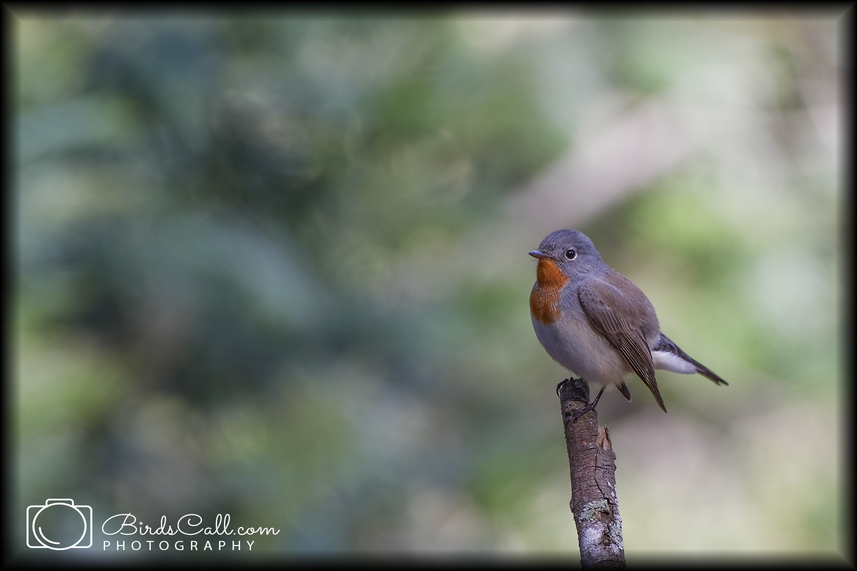 Red-breasted Flycatcher