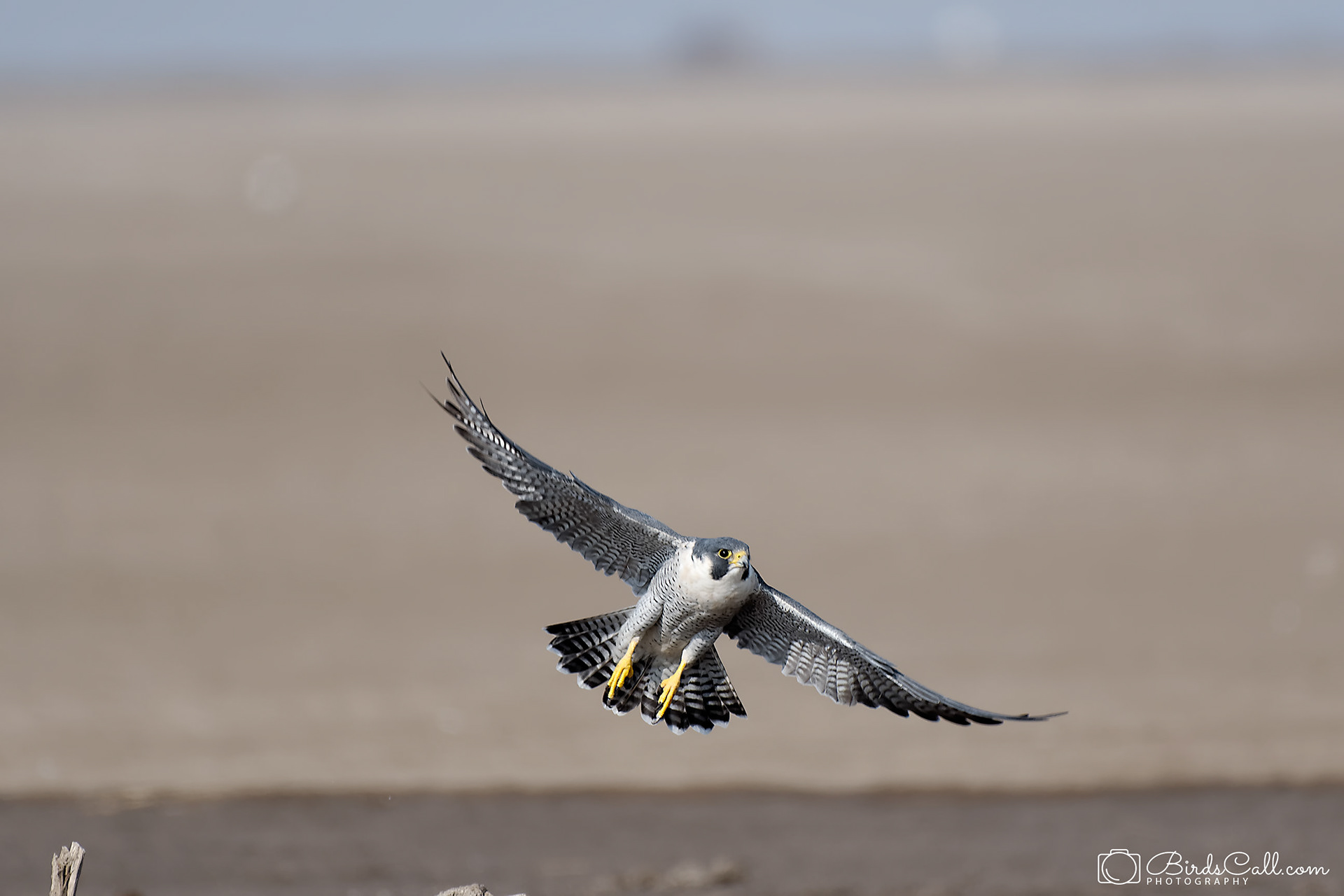 Peregrine falcon