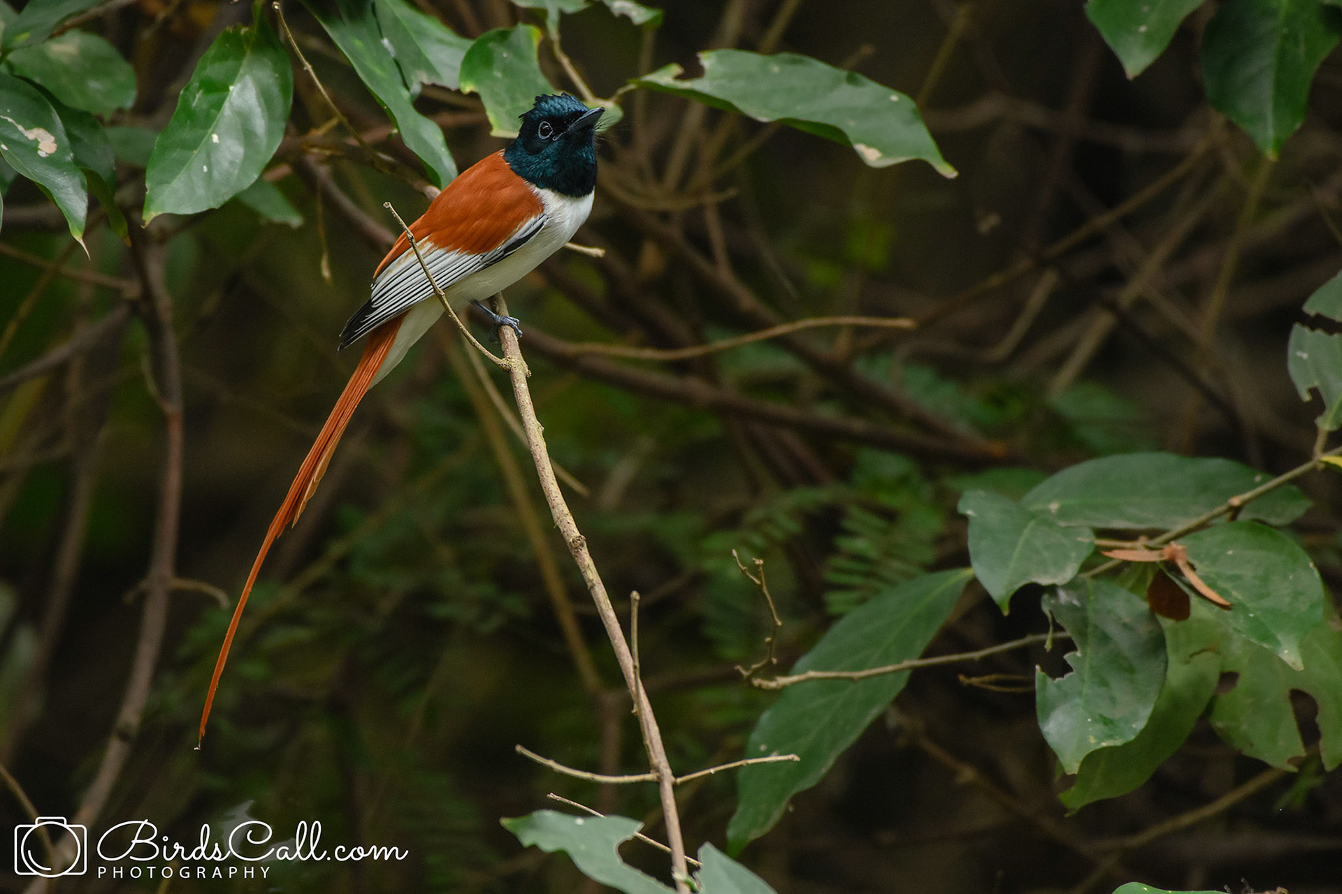 Asian Paradise Flycatcher