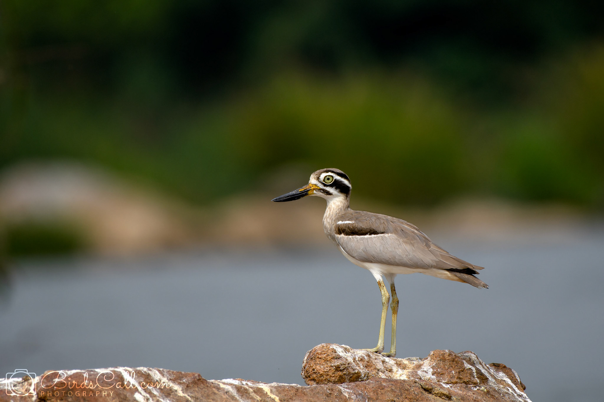 Stone Plover