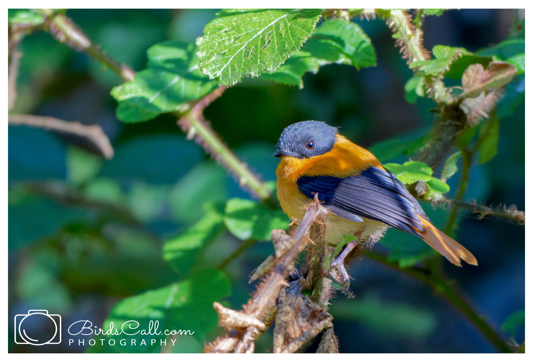 Black&Orange flycatcher