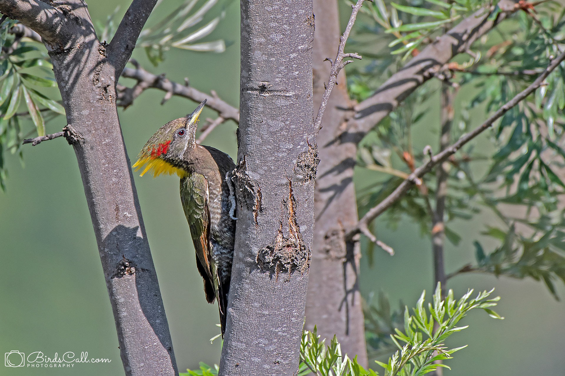 Lesser Yellownape