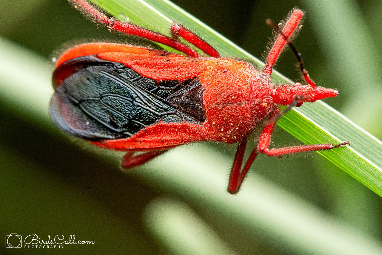 Red assassin bug