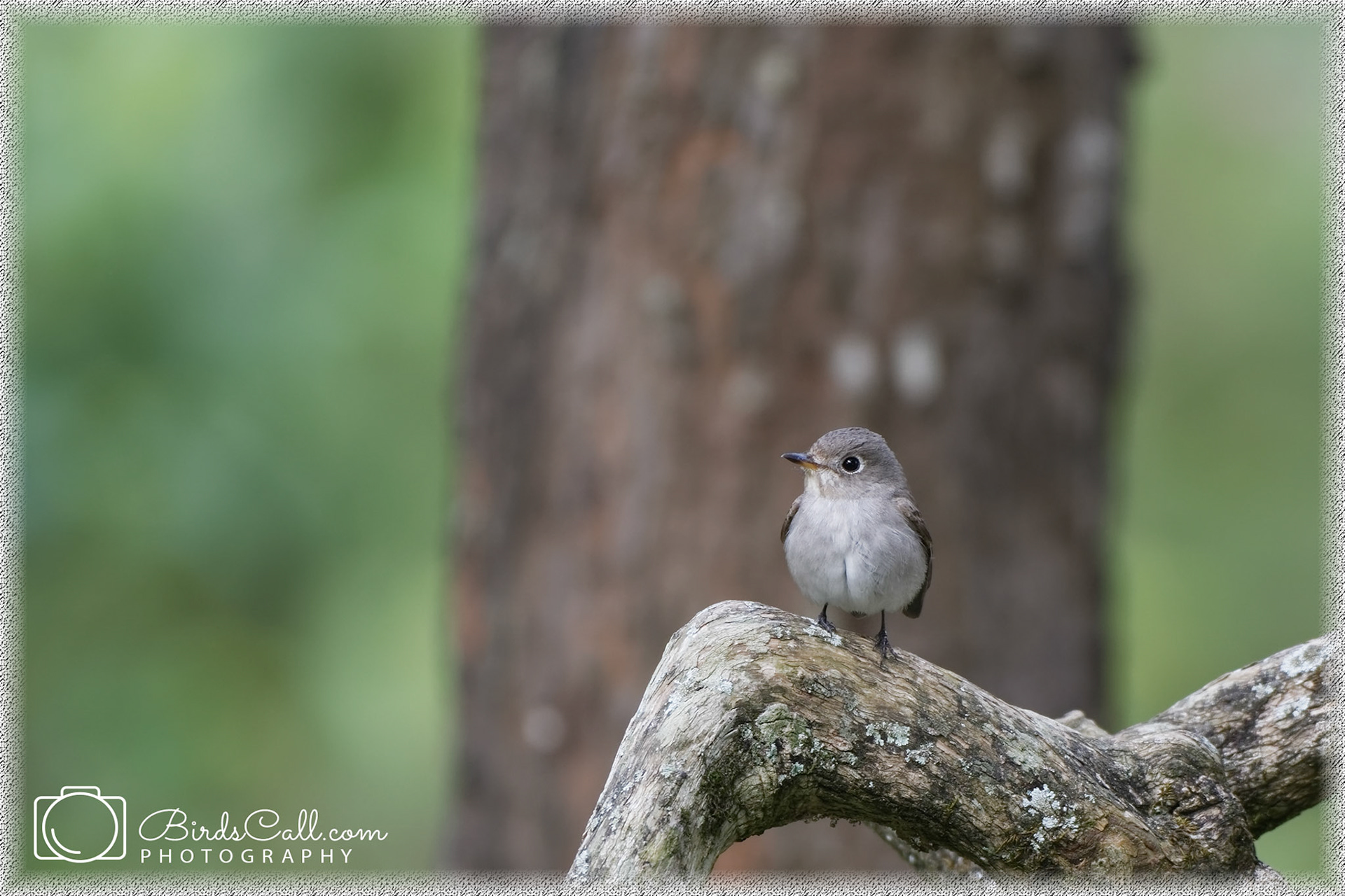 Taiga Flycatcher