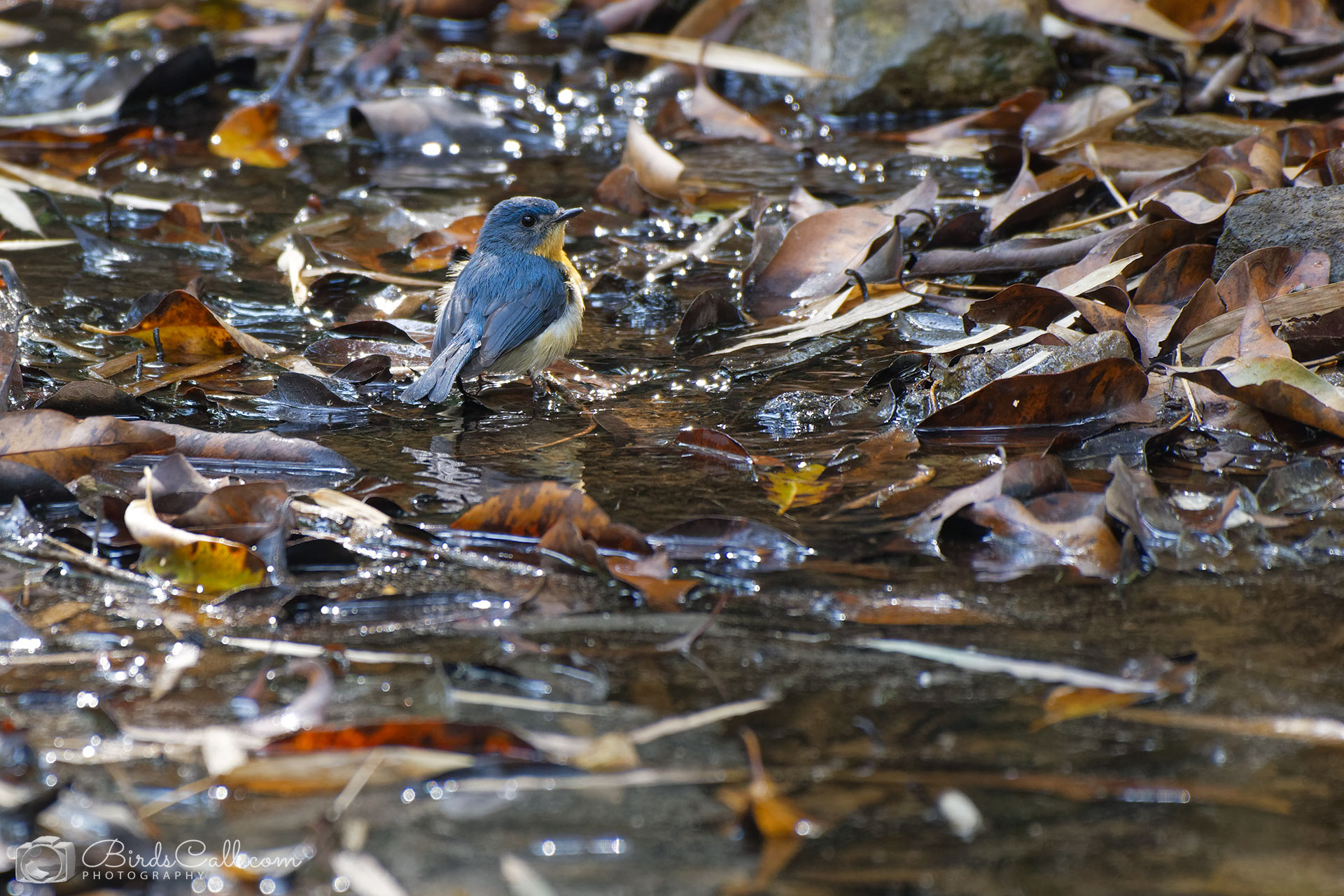 Tickell's blue flycatcher