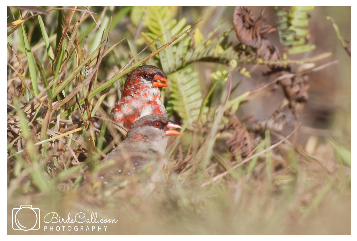 Red avadavat