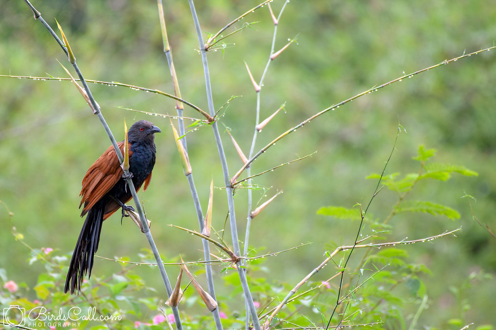 Greater Coucal