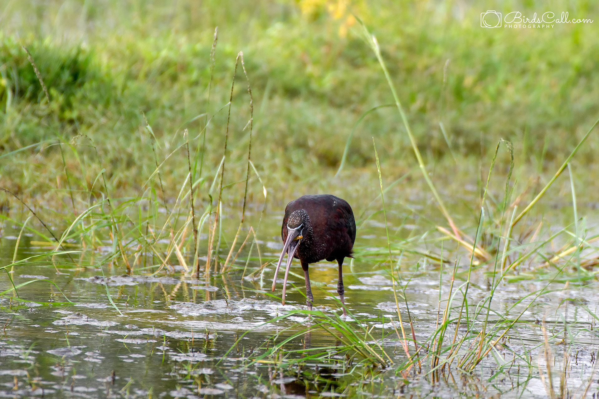 Glossy Ibis