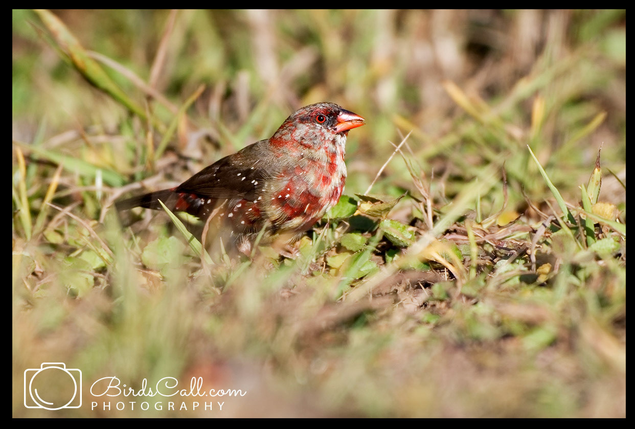 Red Avadavat