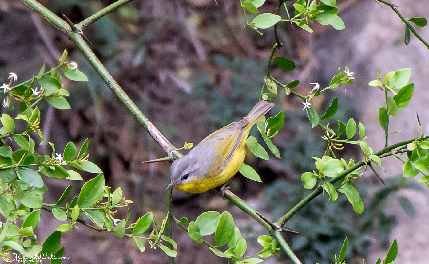 Grey-Hooded-Warbler