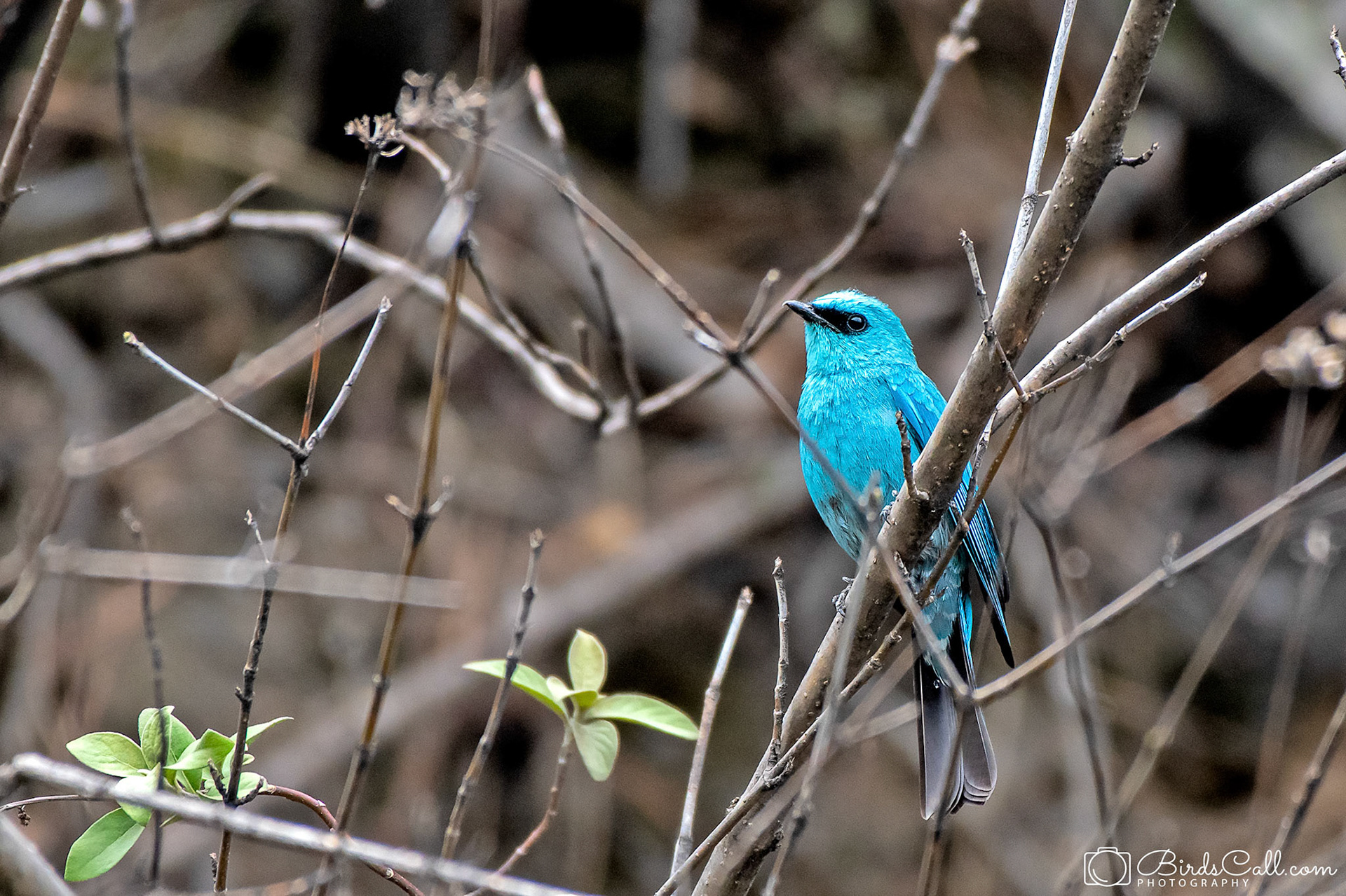 Verditer Flycatcher