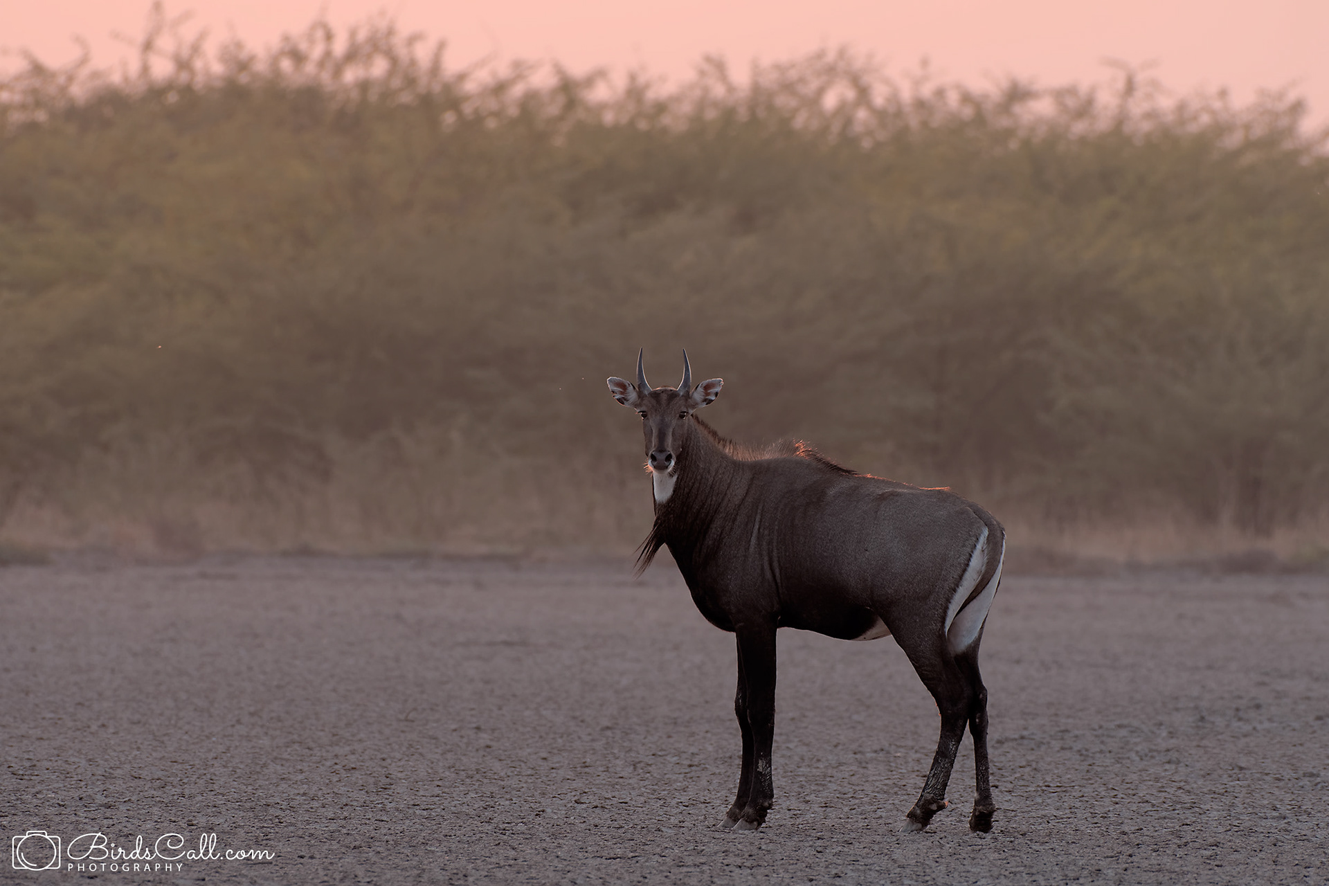 Nilgai