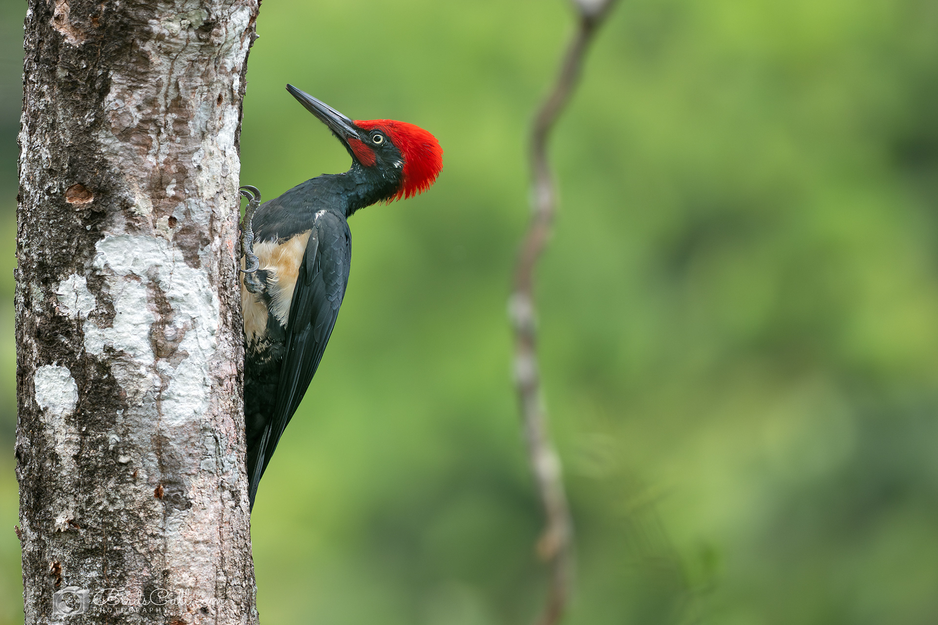 White Bellied Woodpecker