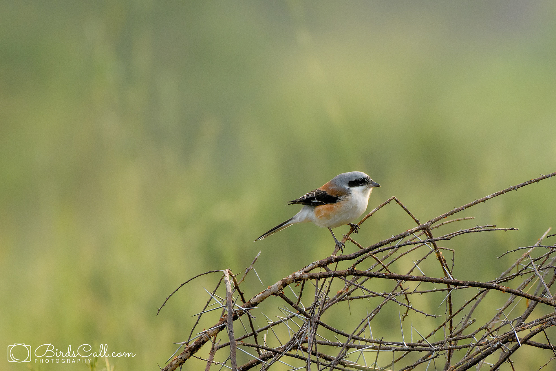 Bay backed Shrike