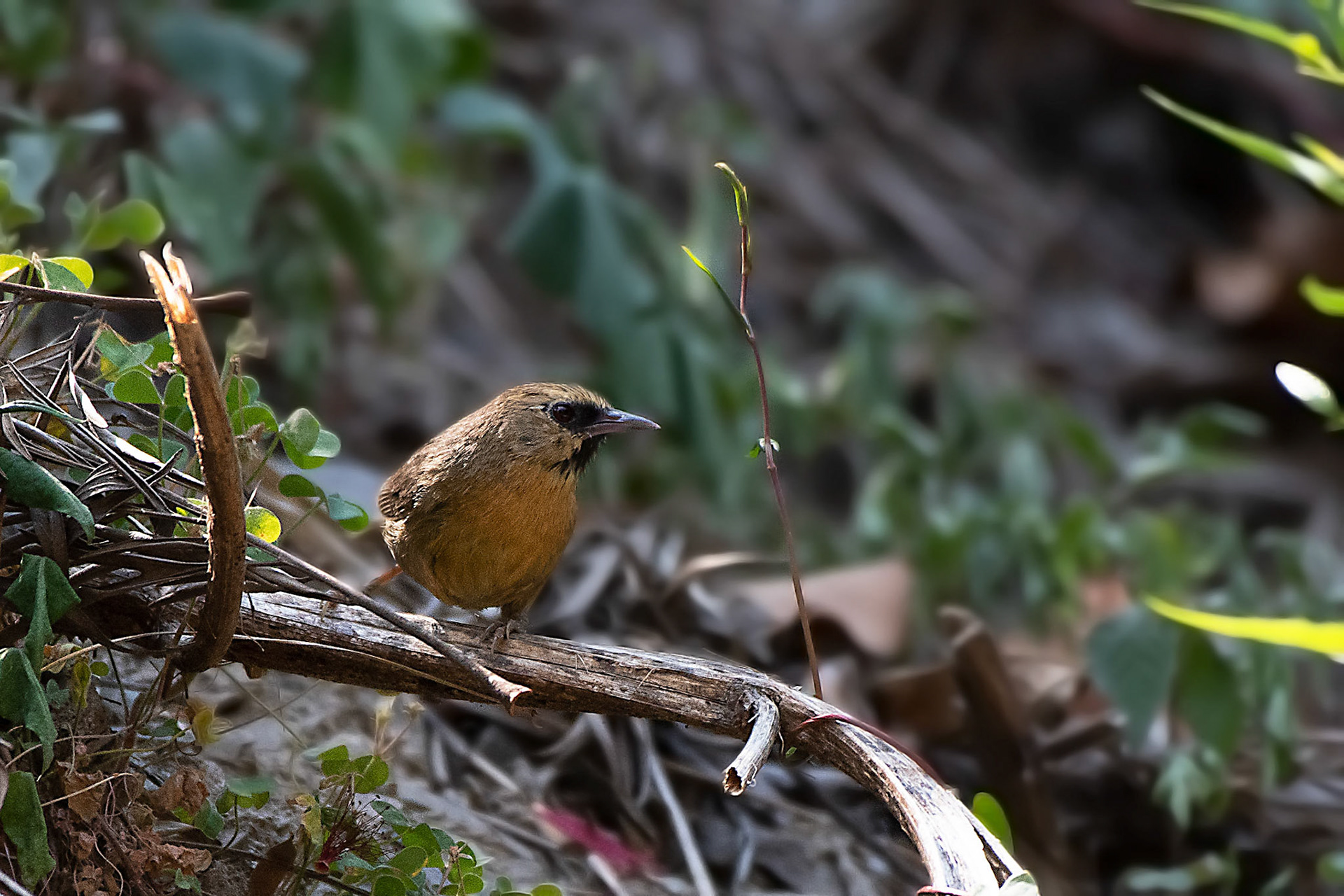 Black-chinned Babbler