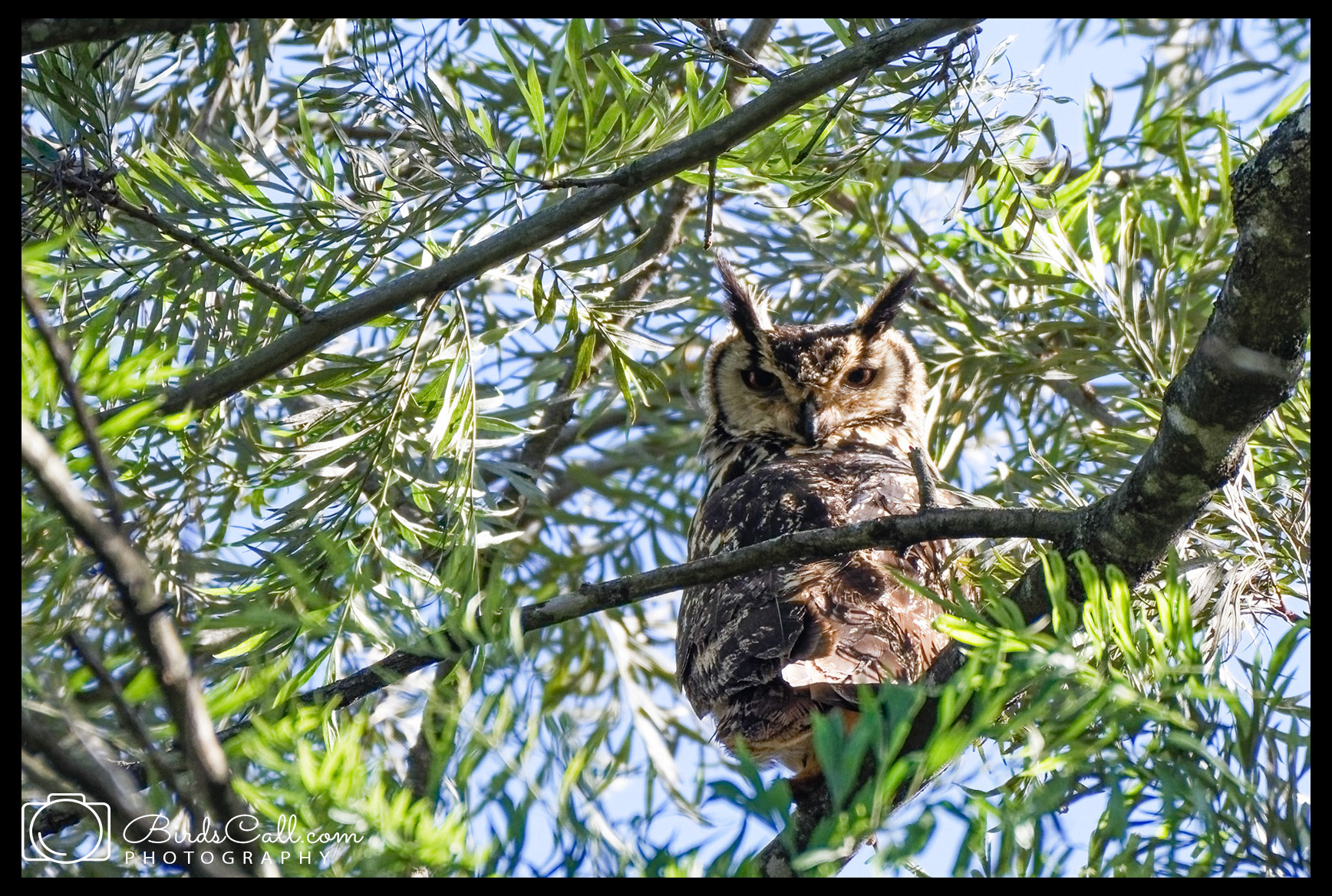 Indian Eagle Owl