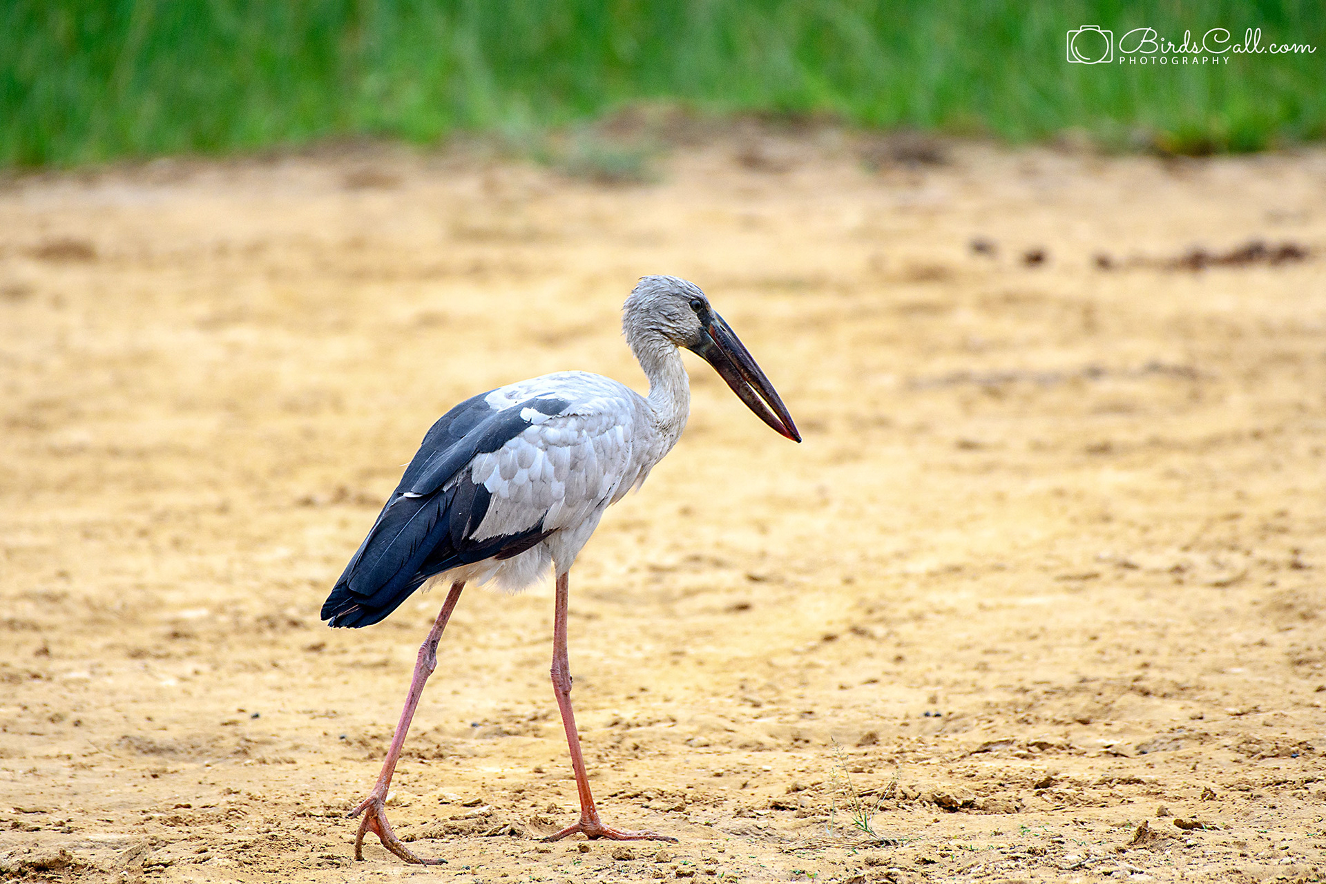 Asian Openbill