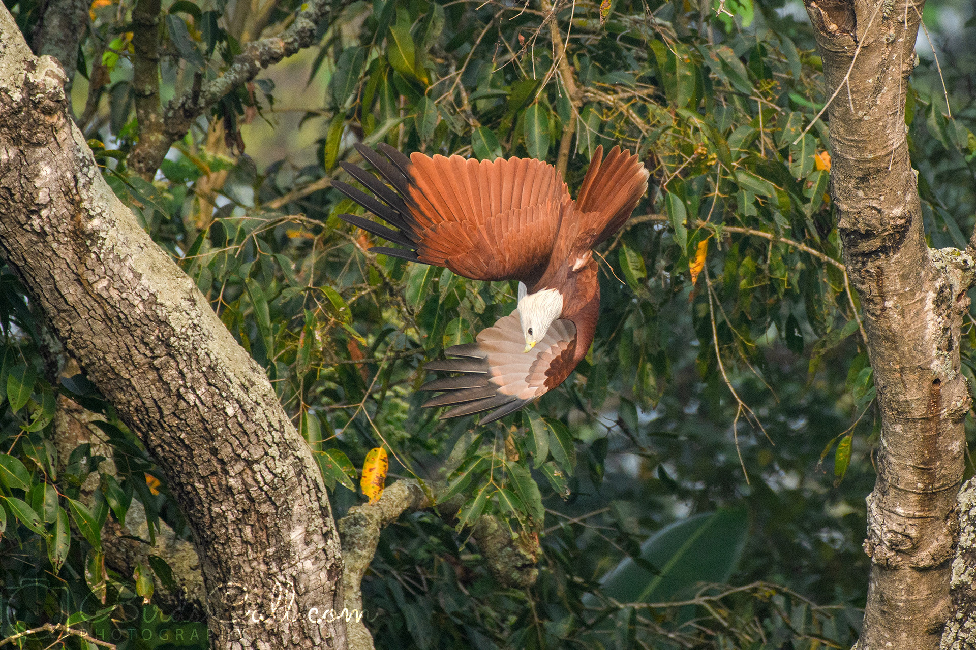 Brahminy kite