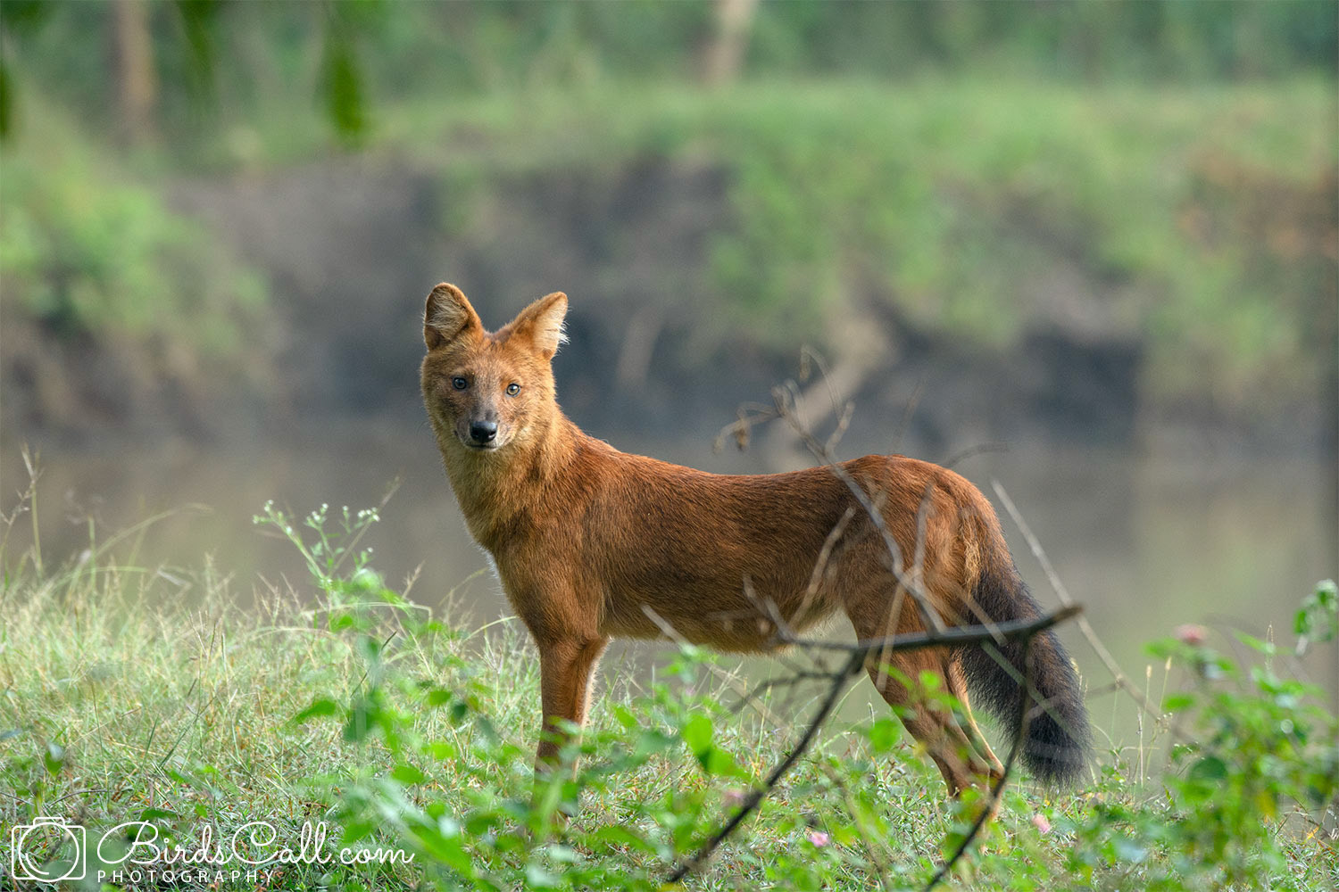 Dhole