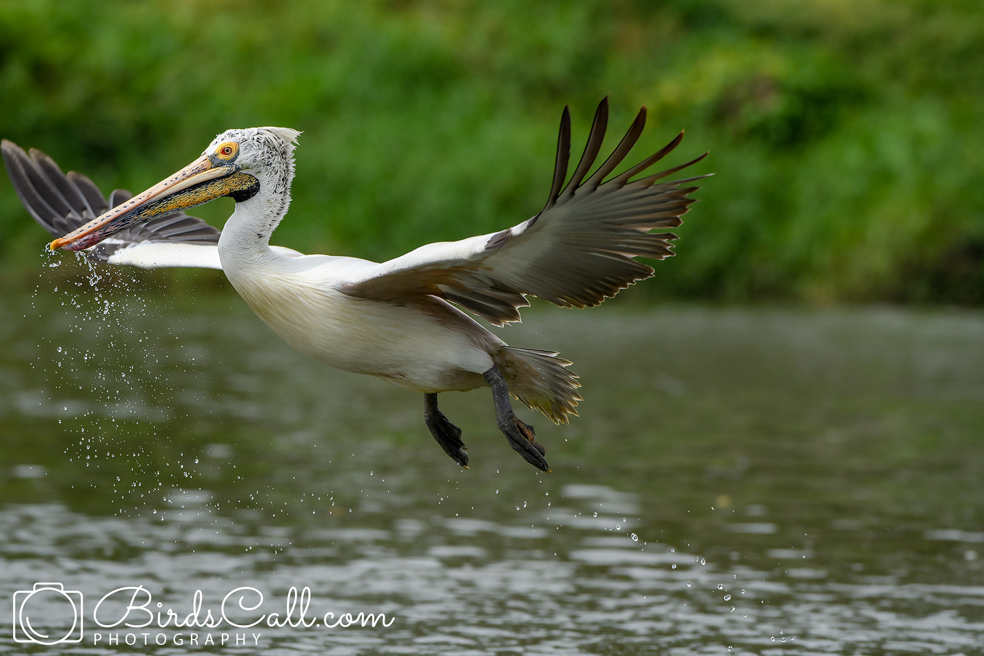 Spot-billed pelican