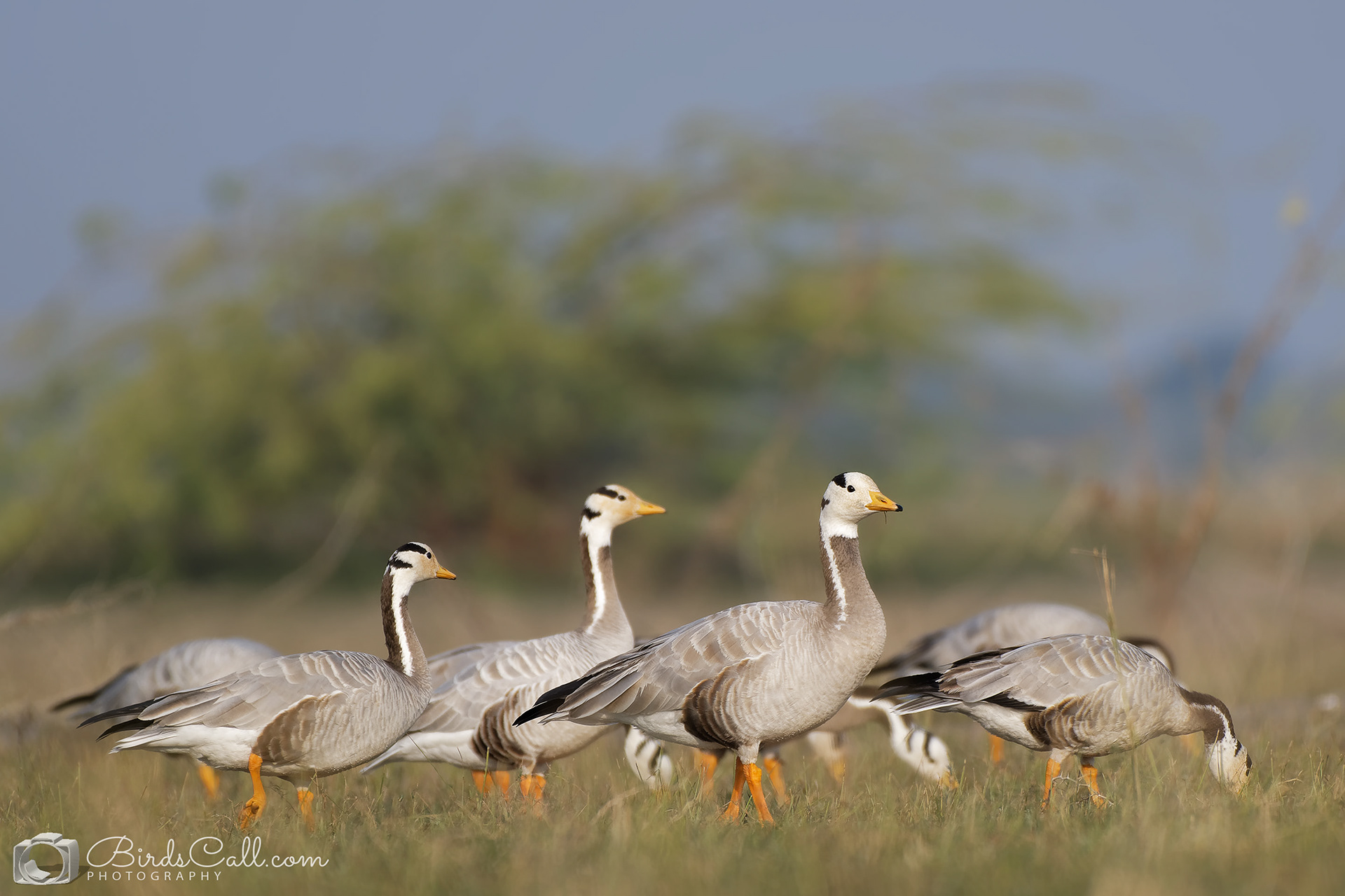 Bar headed goose