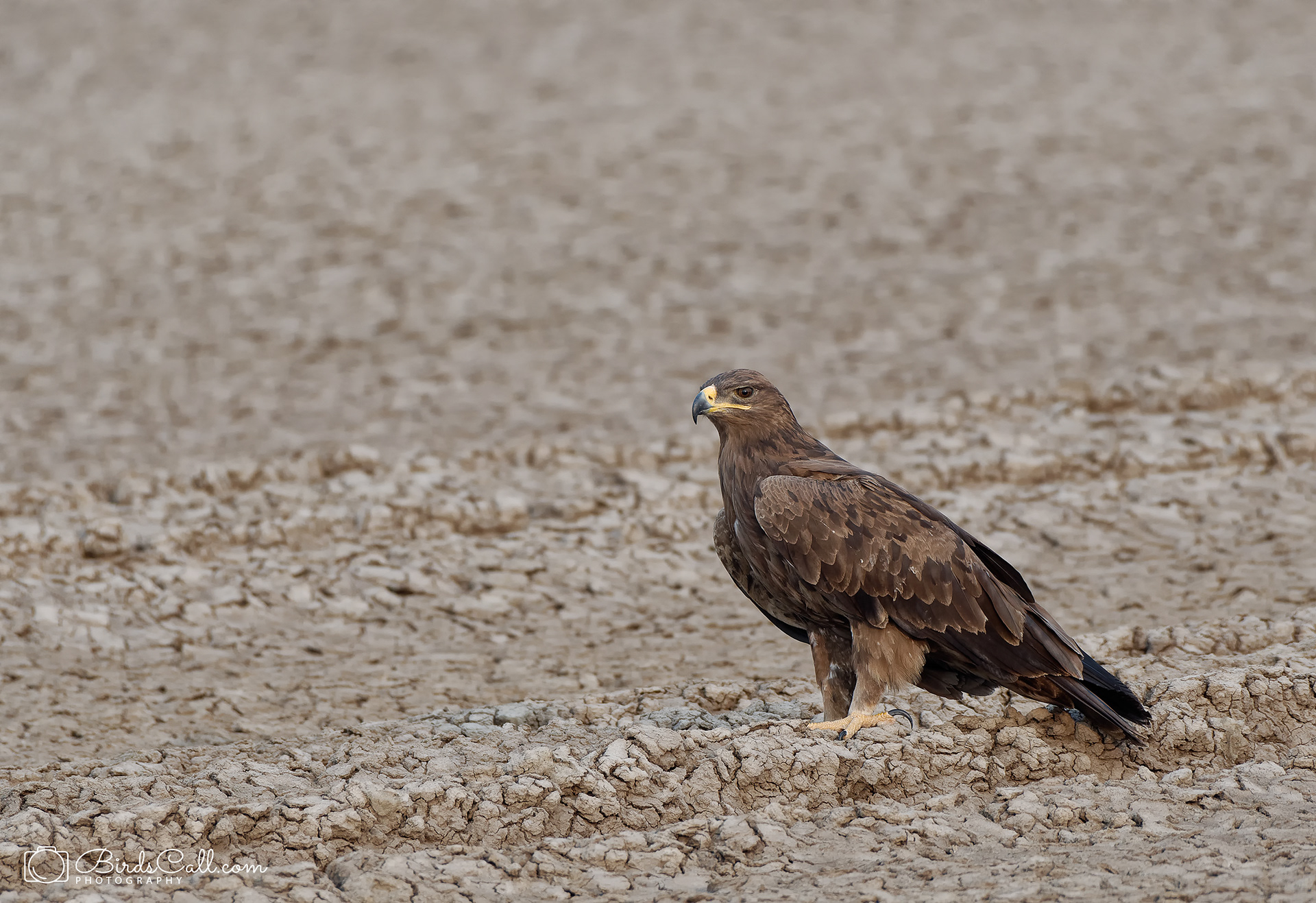 Steppe Eagle