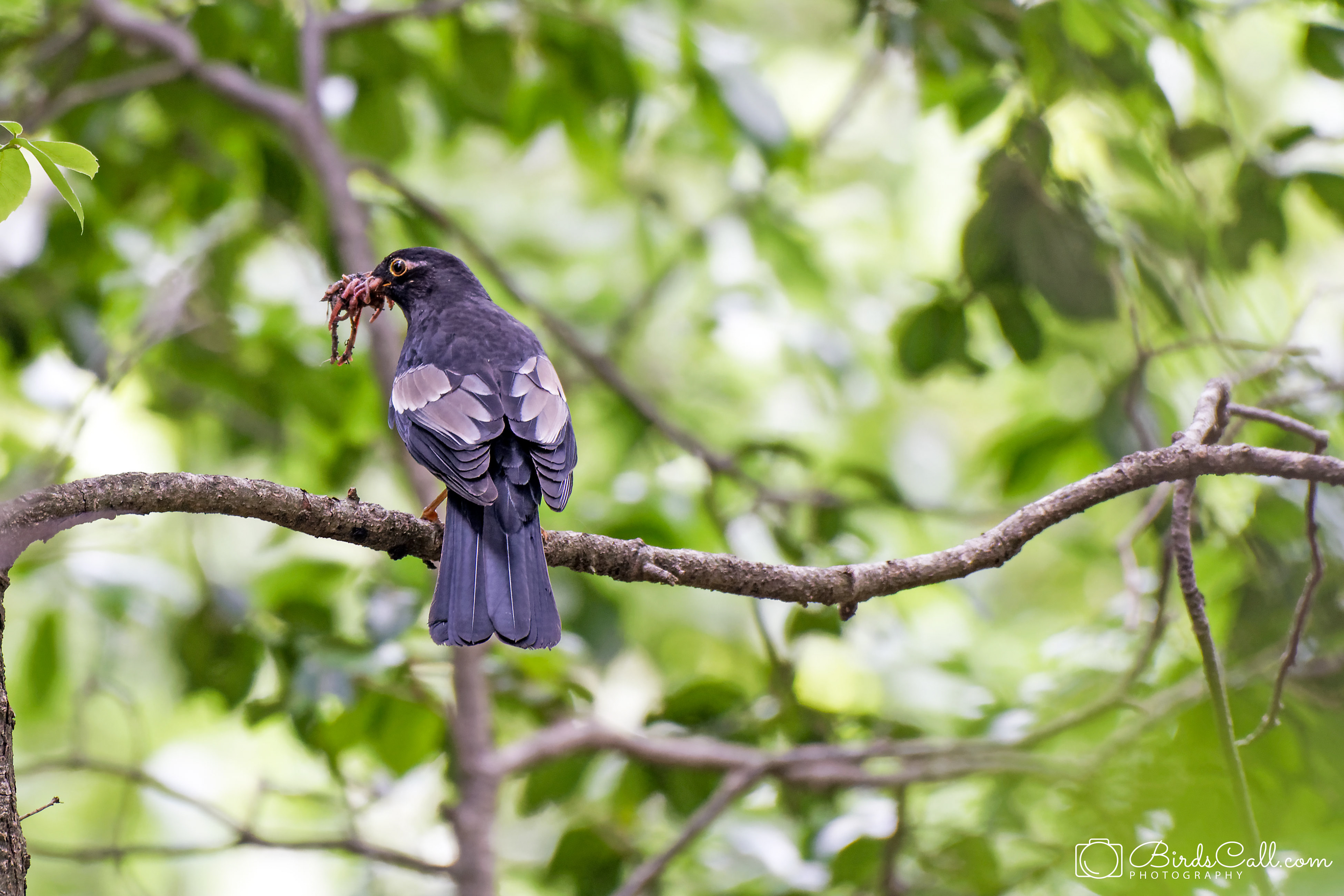 Grey winged black bird