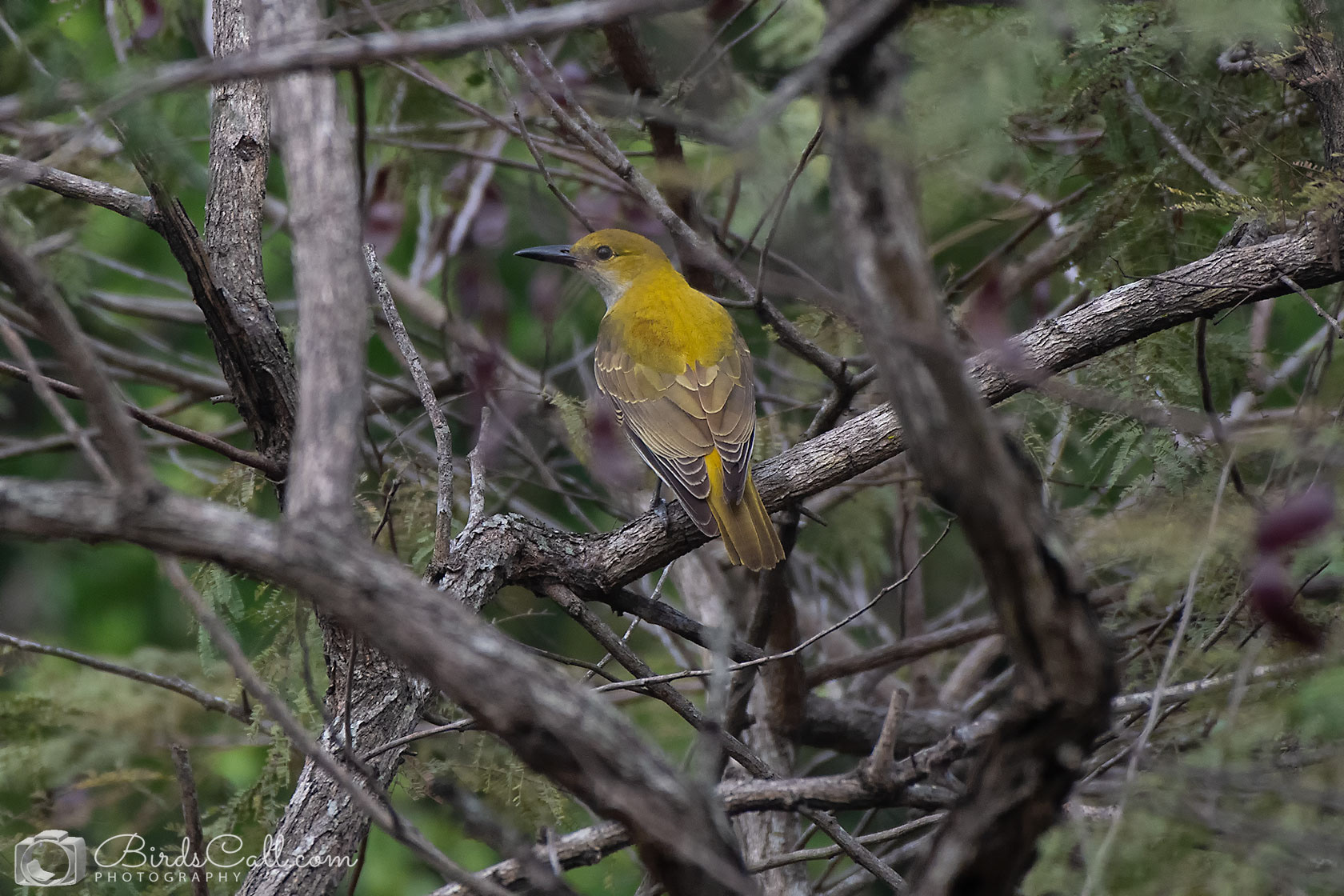 Golden oriole