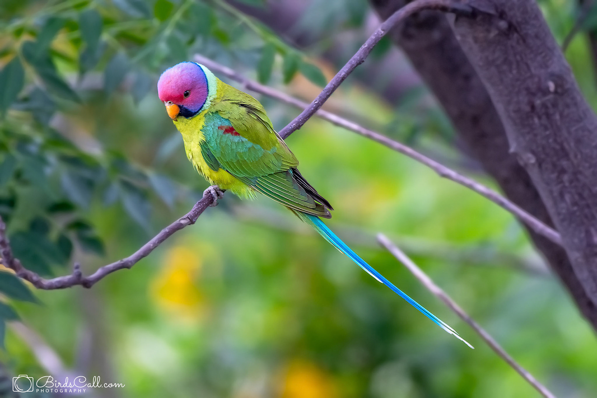 Plum-headed Parakeet
