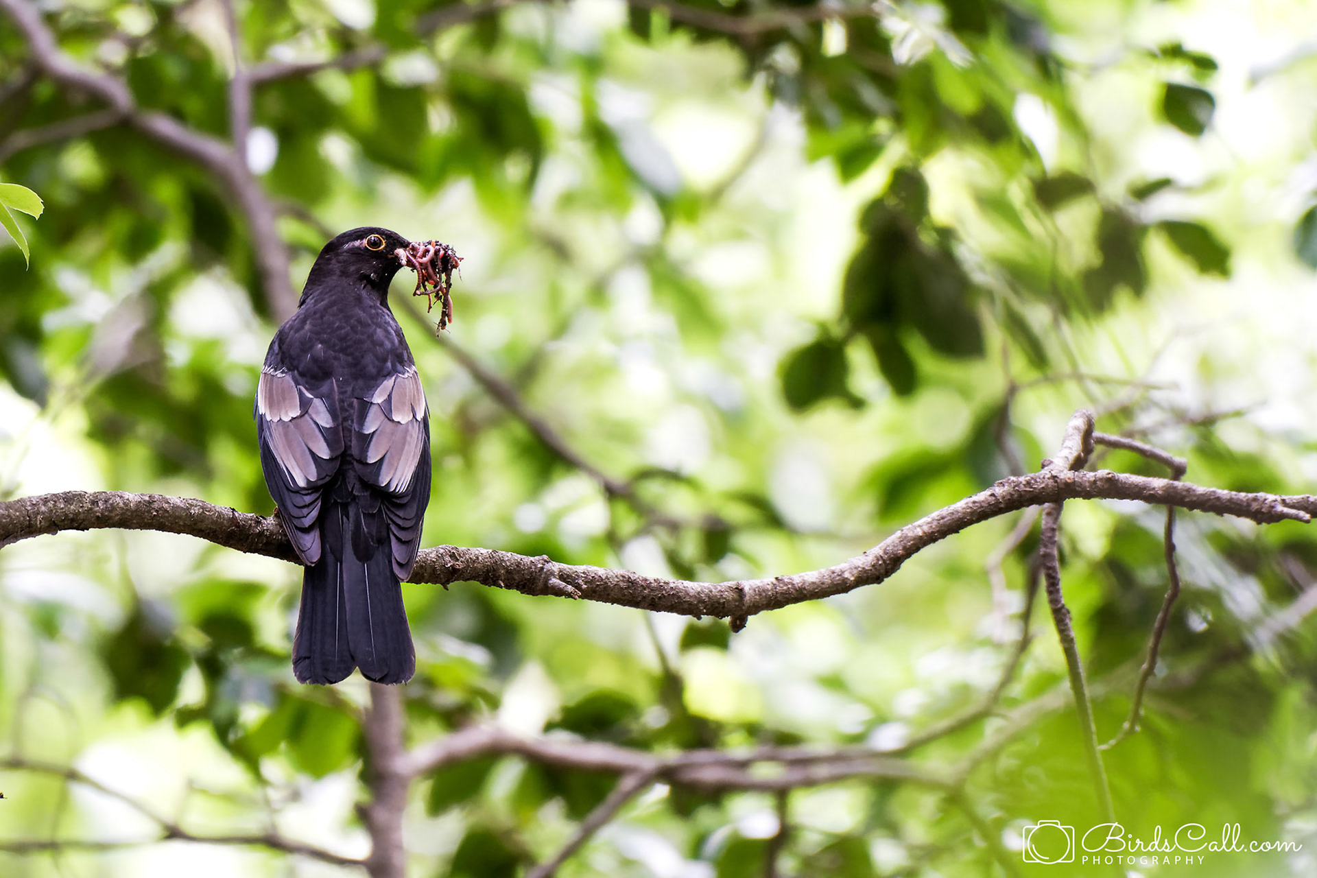 Grey Winged Black Bird