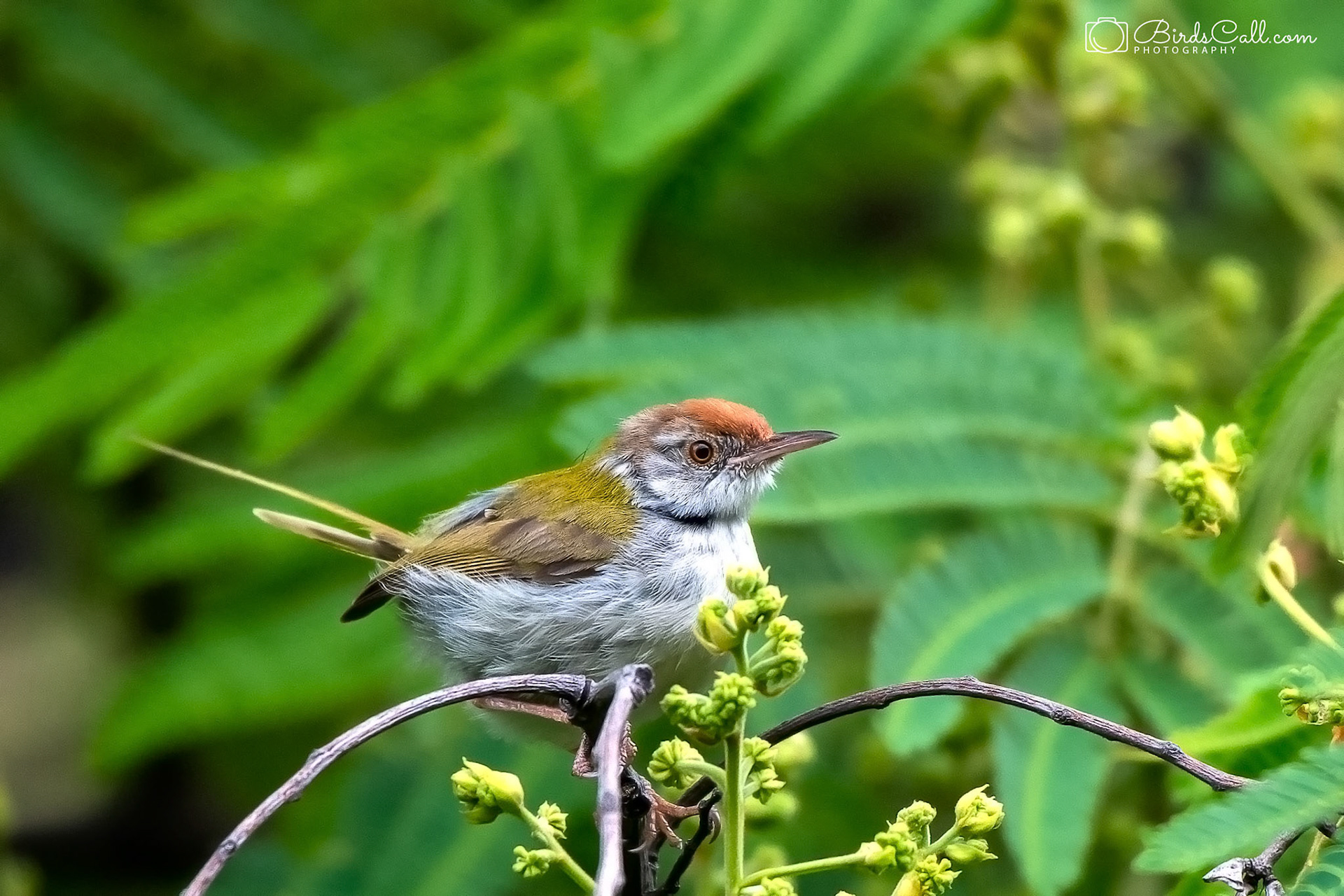 Common Tailorbird