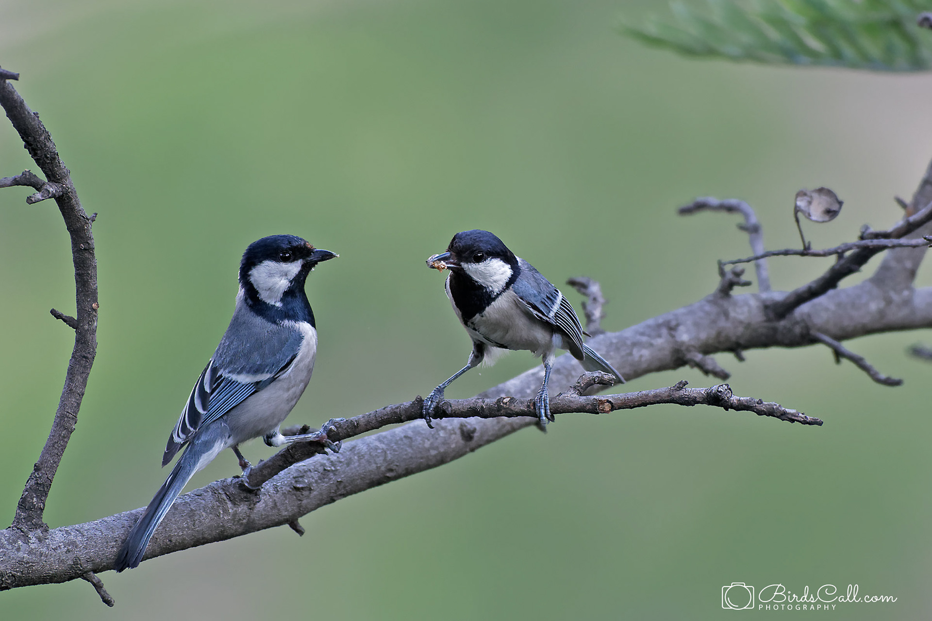 Great Tit