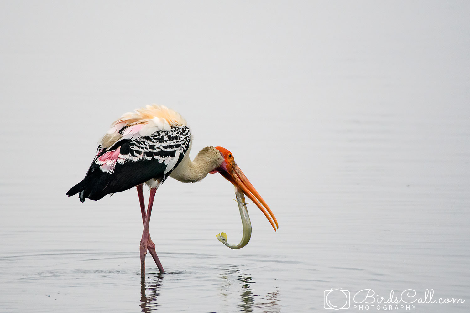 Painted Stork