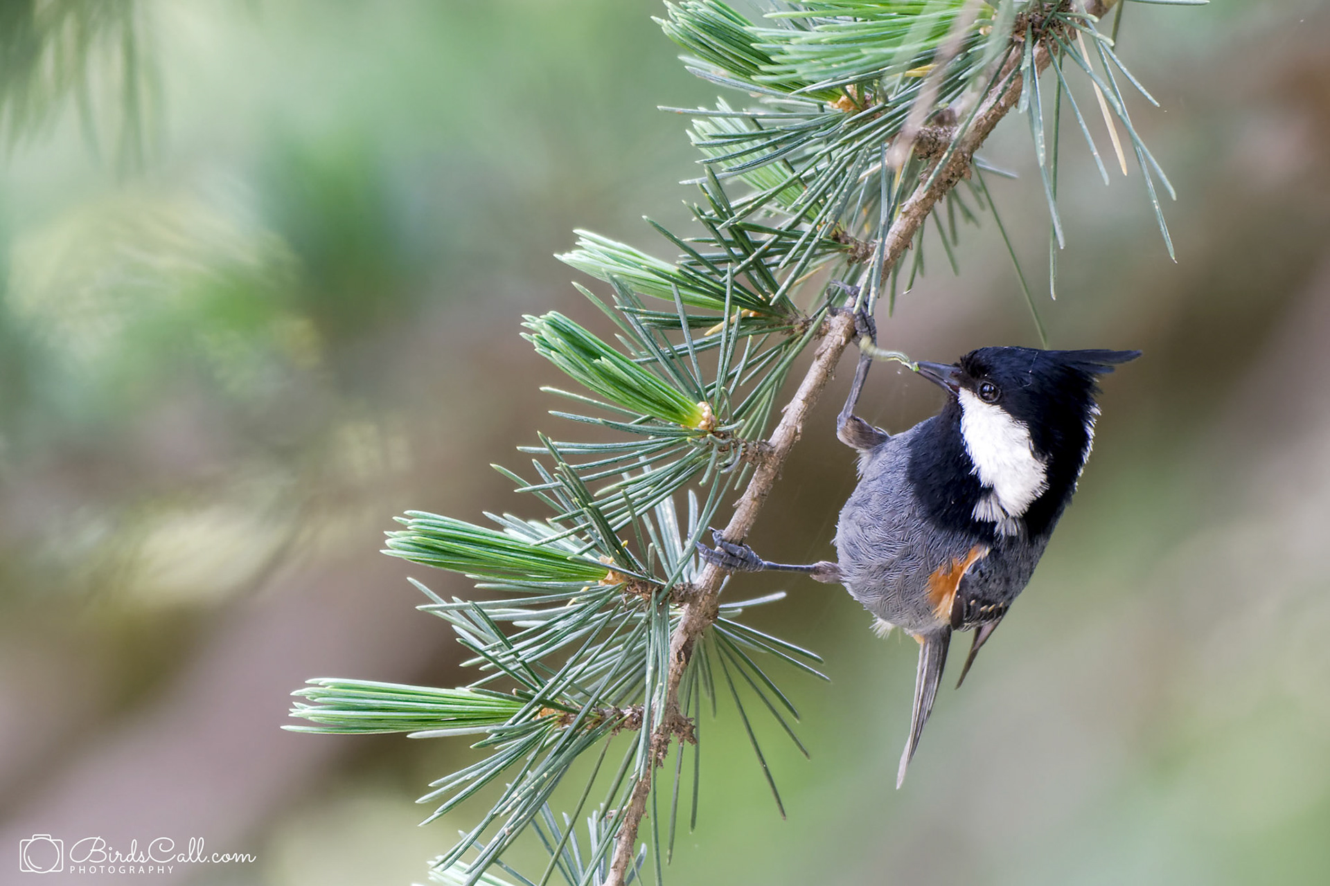 Coal Tit