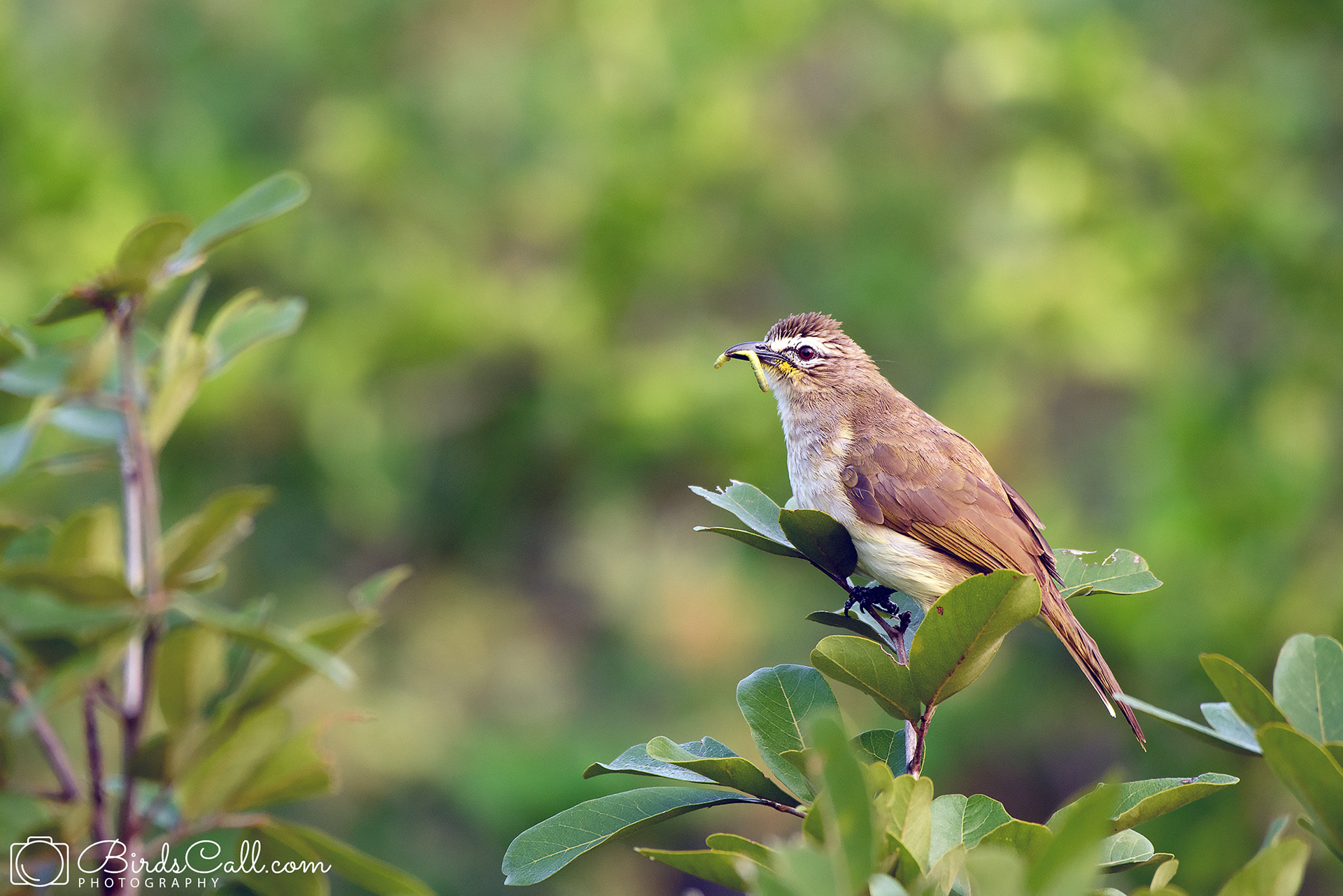 white-browed bulbul